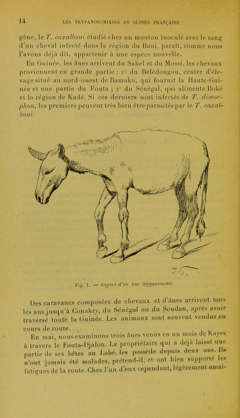 gène, le T. cacalboui étudié chez un mouton inoculé avec le sang d'un cheval infecté dans la région du Bani, paraît, comme nous l'avons déjà dit, appartenir à une espèce nouvelle. En Guinée, les ânes arrivent du Saliel et du Mossi, les chevaux proviennent en grande partie: r° du Bélédougou, centre d'éle- vant; situé au nord-ouest de Bamako, qui fournit la Haute-Gui- née cl une partie du Foula ; 2 du Sénégal, qui alimente Boké et La région de Kadé. Si ces derniers sont infectés de T. dimor- phon, les premiers peuvent très bien être parasités par le T. casal- boui- Fjg, 1. _ Aspect d'un âae trypanosomi}. Des caravanes composées de chevaux et d'ànes arrivent tous les ans jusqu'à Conakrv, du Sénégal ou du Soudan, après avoir traversé toute la Guinée. Les animaux sont souvent vendus m cours de route. , . En mai, nous examinons trois ânes venus en un mois de Hayes à travers le Fouta-I)jalon. Le propriétaire qui a déjà laissé une partie de ses hèles au Labé, les possède depuis deux ans. Il* n'ont jamais Và -naïades, prétend-il, e1 on1 biea supporté les fatigues de la route. Chez l'un d'eux cependant, légèremenl anuu-