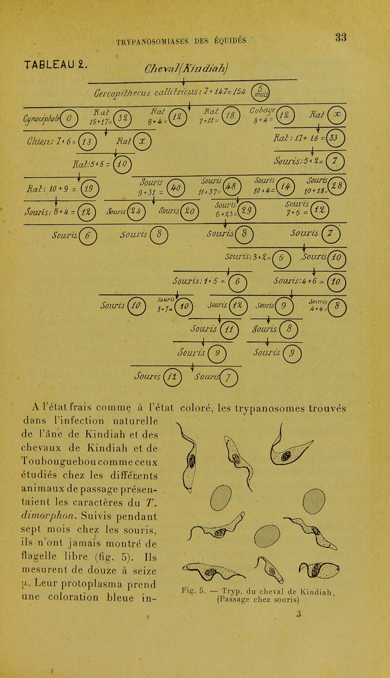 THYI>AN0S0MIASI5S DES ÊQUIDKS TABLEAU 2. Cheval(XindJah) A l'état frais comme à l'état dans l'infection naturelle de l'âne de Kindiah et des chevaux de Kindiah et de Toubougueboucomme ceux étudiés chez les différents animaux de passage présen- taient les caractères du T. dimorphon. Suivis pendant sept mois chez les souris, ils n'ont jamais montre de flagelle libre (fig. 5). Ils mesurent de douze à seize \l. Leur protoplasma prend une coloration bleue in- coloré, les trypanosomes trouvés Fit;,-. 5. — Tryp. du cheval de Kindiah. (Passage chez souris) f