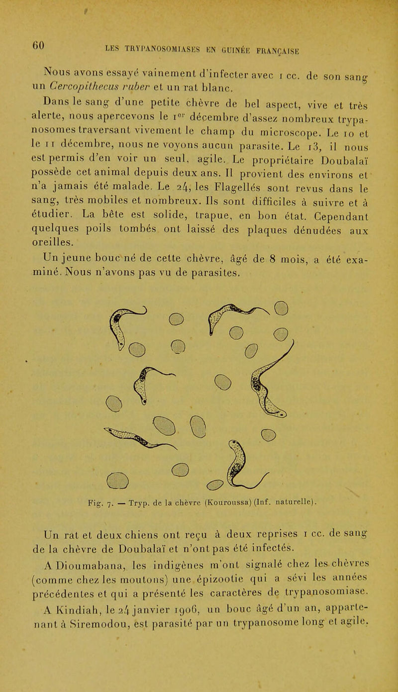 Nous avons essayé vainement d'infecter avec i ce. de son sang un Cercopithecus ruber et un rat blanc. Dans le sang- d'une petite chèvre de bel aspect, vive et très alerte, nous apercevons le i01' décembre d'assez nombreux trypa- nosomes traversant vivement le champ du microscope. Le 10 et le 11 décembre, nous ne voyons aucun parasite. Le r3, il nous est permis d'en voir un seul, agile. Le propriétaire Doubalaï possède cet animal depuis deux ans. Il provient des environs et n'a jamais été malade. Le 24, les Flagellés sont revus dans le sang, très mobiles et nombreux. Us sont difficiles à suivre et à étudier. La bête est solide, trapue, en bon état. Cependant quelques poils tombés ont laissé des plaques dénudées aux oreilles. Un jeune bouc né de cette chèvre, âgé de 8 mois, a été exa- miné. Nous n'avons pas vu de parasites. Fig. 7, _ Tryp. de la chèvre (Kouroussa) (Inf. naturelle). Un rat et deux chiens ont reçu à deux reprises 1 ce. de sang de la chèvre de Doubalaï et n'ont pas été infectés. ADioumabana, les indigènes m'ont signalé chez les chèvres (comme chez les moutons) une épizootie qui a sévi les années précédentes et qui a présenté les caractères de trypanosomiase. A Kindiah, le 24 janvier 1906, un bouc âgé d'un an, apparte- nant à Siremodou, est parasité par un trypanosome long et agile.