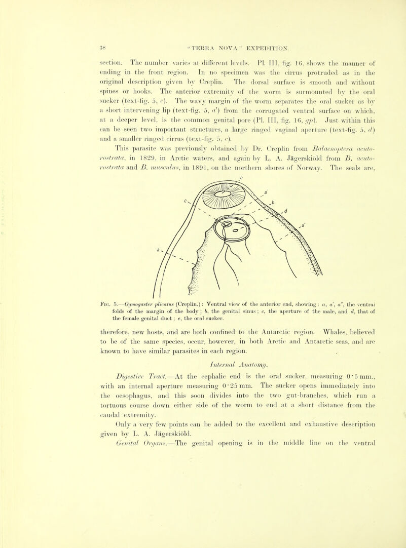 .section. The number varies at different levels. PL III, fig. 16. shows the manner of ending in the front region. In no specimen was the cirrus protruded as in the original description given by Creplin. The dorsal surface is smooth and without spines or hooks. The anterior extremity of the worm is surmounted by the oral sucker (text-fig. 5, e). The wavy margin of the worm separates the oral sucker as by a short intervening lip (text-fig. 5, a') from the corrugated ventral surface on which, at a deeper level, is the common genital pore (PI. Ill, fig. 16, gp). Just within this can be seen two important structures, a large ringed vaginal aperture (text-fig. 5, <l) and a smaller ringed cirrus (text-fig. 5, c). This parasite was previously obtained by Dr. Creplin from Balaenoptera acuto- rostrata, in 1821), in Arctic waters, and again by L. A. Jagerskiold from B. acuto- rostrata and B. musculus-, in 1891, on the northern shores of Norway. The seals are, e Fig. 5.—Ogmogaster plicatus (Creplin.): Ventral view of the anterior end, showing : a, a', a, the ventral folds of the margin of the body ; b, the genital sinus ; c, the aperture of the male, and d, that of the female genital duct; e, the oral sucker. therefore, new hosts, and are both confined to the Antarctic region. Whales, believed to be of the same species, occur, however, in both Arctic and Antarctic seas, and are known to have similar parasites in each region. Internal Anatomy. Digest ire Tract.—At the cephalic end is the oral sucker, measuring 0*5 mm., with an internal aperture measuring 0*25 mm. The sucker opens immediately into the oesophagus, and this soon divides into the two gut-branches, which run a tortuous course down either side of the worm to end at a, short distance from the caudal extremity. Only a very few points can be added to the excellent and exhaustive description given by L. A. Jagerskiold. Genital Organs.—The genital opening is in the middle line on the ventral