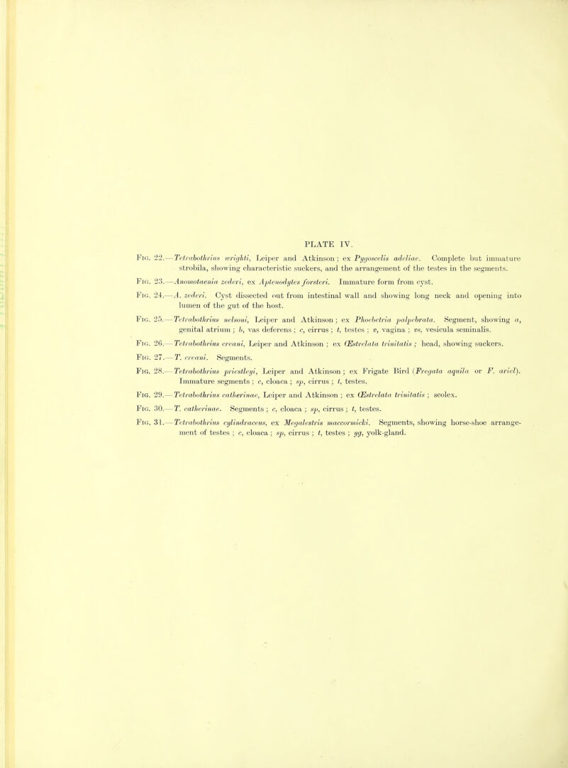 Fig. 22.—Tetrabothrius wrigJiti, Leiper and Atkinson; ex Pygoscelis adeliae. Complete but immature strobila, showing characteristic suckers, and the arrangement of the testes in the segments. Fig. 23.—Anomotaenia zederi, ex Aptenodytes forsteri. Immature form from cyst. Fig. 24.—A. zederi. Cyst dissected out from intestinal wall and showing long neck and opening into lumen of the gut of the host. Fig. 25.—Tetrabothrius nelsoni, Leiper and Atkinson; ex Phoebetria palpebrata. Segment, showing a, genital atrium ; b, vas deferens; c, cirrus ; t, testes ; v, vagina ; vs, vesicula seminalis. Fig. 26.—Tetrabothrius creani, Leiper and Atkinson ; ex CEstrelata trinitatis ; head, showing suckers. Fig. 27.—T. creani. Segments. Fig. 28.—Tetrabothrius priestleyi, Leiper and Atkinson ; ex Frigate Bird (Fregata aquila or F. artel). Immature segments ; c, cloaca ; sp, cirrus ; t, testes. Fig. 29.—Tetrabothrius catherinae, Leiper and Atkinson ; ex CEstrelata trinitatis ; scolex. Fig. 30.—T. catherinae. Segments ; c, cloaca ; sp, cirrus; t, testes. Fig. 31.—Tetrabothrius cylindraceus, ex Megalestris maceormicki. Segments, showing horse-shoe arrange- ment of testes ; c, cloaca ; sp, cirrus ; t, testes ; yg, yolk-gland.