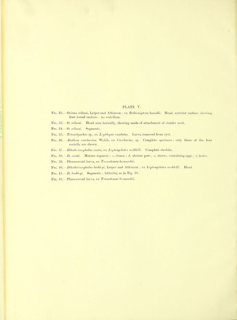 Fig. 32.— Oriana wilsoni, Leiperand Atkinson; ex Balaenoptera borealis. Head, anterior surface, showing four round suckers ; no rostellum. Fig. 33.—0. wilsoni. Head seen laterally, showing mode of attachment of slender neck. Fig. 34.—0. wilsoni. Segments. Fig. 35.—Tetrarhynchus sp., ex Lcpidopus caudatus. Larva removed from cyst. Fig. 36.—Abothros carcharias, Welch, ex Carcharias, sp. Complete specimen; only three of the four Fig. 38.—D. coatsi. Mature segment; c, cloaca ; d, uterine pore; e, uterus, containing eggs ; /, testes. Fig. 39.—Plerocercoid larva, ex Trematomus bernaccltii. rostella are shown. Fig 37 Diboihriocephalus coatsi, ex L&ptonyckotes weddelli. Complete strobila. Fig, Fig, Fig 40 41 42 ■Dibothriocephalus lashleyi, Leiper and Atkinson ; ex Leptonychotes weddelli. Head. D. lashleyi. Segments ; lettering as in Fig. 38. Plerocercoid larva, ex Trematomus bernacchii.