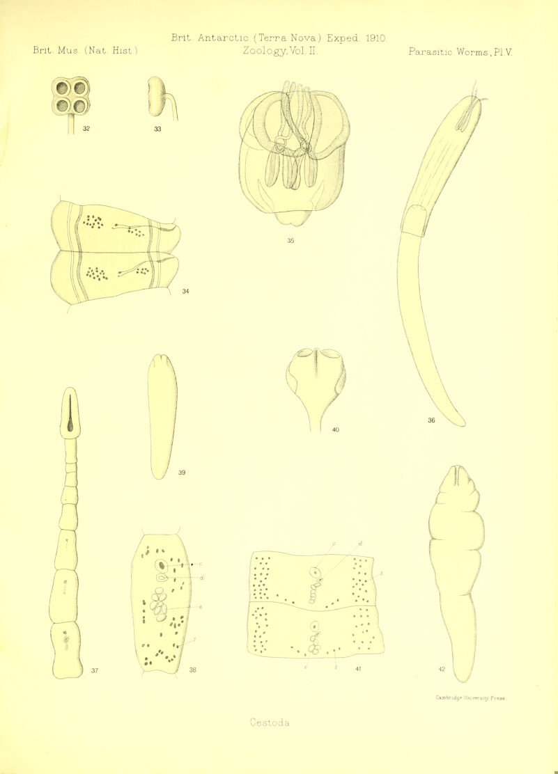 Brit Antarctic (Terra Nova) Exped. 1910. Brit. Mus. (Nat. Hist ) Zoology,Vol. II. Parasitic Worms, PI .V. Cambridge University Press