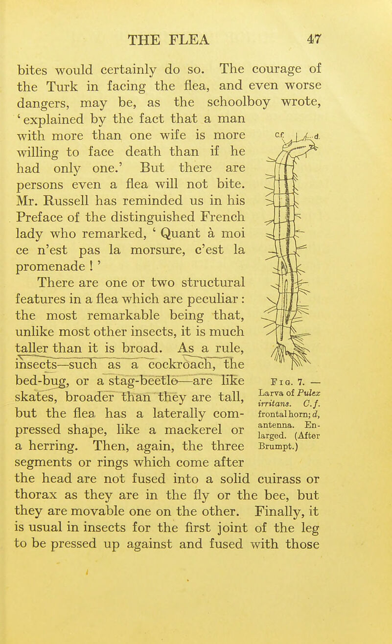 bites would certainly do so. The courage of the Turk in facing the flea, and even worse dangers, may be, as the schoolboy wrote, 'explained by the fact that a man with more than one wife is more willing to face death than if he had only one.' But there are persons even a flea will not bite. Mr. Russell has reminded us in his Preface of the distinguished French lady who remarked, ' Quant a moi ce n'est pas la morsure, c'est la promenade ! ' There are one or two structural features in a flea which are peculiar : the most remarkable being that, unlike most other insects, it is much taller than it is broad. As a rule, insects—such as~a ^cockroach, tlie bed-bug, or a stag-beetle>—are like skates, broader than they are tall, but the flea, has a laterally com- pressed shape, like a mackerel or a herring. Then, again, the three segments or rings which come after the head are not fused into a solid cuirass or thorax as they are in the fly or the bee, but they are movable one on the other. Finally, it is usual in insects for the first joint of the leg to be pressed up against and fused with those Fiq. 7. — Larva of Pulex irritans. C.f. frontal horn; d, antenna. En- larged. (After Brumpt.)