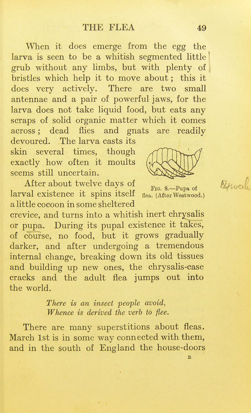 When it does emerge from the egg the larva is seen to be a whitish segmented httle grub without any hmbs, but with plenty of bristles which help it to move about; this it does very actively. There are two small antennae and a pair of powerful jaws, for the larva does not take liquid food, but eats any scraps of solid organic matter which it comes across; dead flies and gnats are readily devoured. The larva casts its skin several times, though exactly how often it moults seems still uncertain. After about twelve days of ^ _Pupa of larval existence it spins itself flea. (After West wood.) a little cocoon in some sheltered crevice, and turns into a whitish inert chrysalis or pupa. During its pupal existence it takes, of course, no food, but it grows gradually darker, and after undergoing a tremendous internal change, breaking down its old tissues and building up new ones, the chrysalis-case cracks and the adult flea jumps out into the world. There is an insect people avoid, Whence is derived the verb to flee. There are many superstitions about fleas. March 1st is in some way connected with them, and in the south of England the house-doors