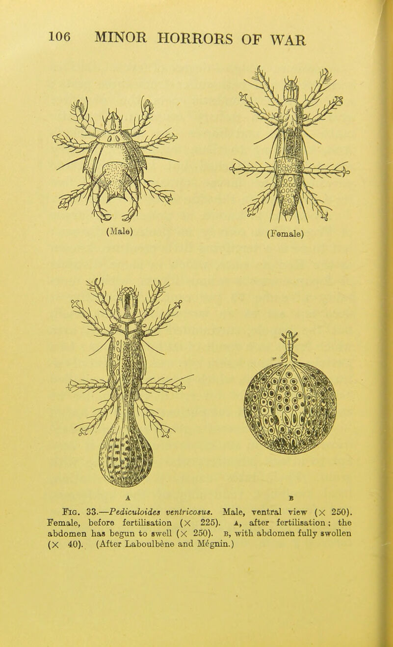A B Fig. 33.—Pediculoides vtntricosus. Male, ventral view (X 250). Female, before fertilisation (X 225). A, after fertilisation; the abdomen has begun to swell (x 250). B, with abdomen ftilly swollen (X 40). (After Laboulbene and M^gnin.)