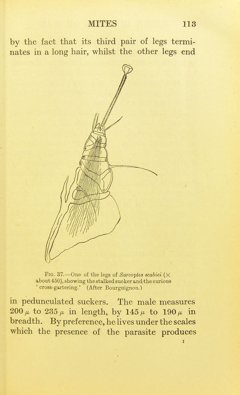 by the fact that its third pair of legs termi- nates in a long hair, whilst the other legs end Fig. 37.—One of the legs of Sarcoptes scabiei (x about 450), showing the stalked sucker and the curious ' cross-gartering.' (After Bourguignon.) in pedunculated suckers. The male measures 200 fj, to 235 /i in length, by 145 to 190 /x in breadth. By preference, he lives under the scales which the presence of the parasite produces I