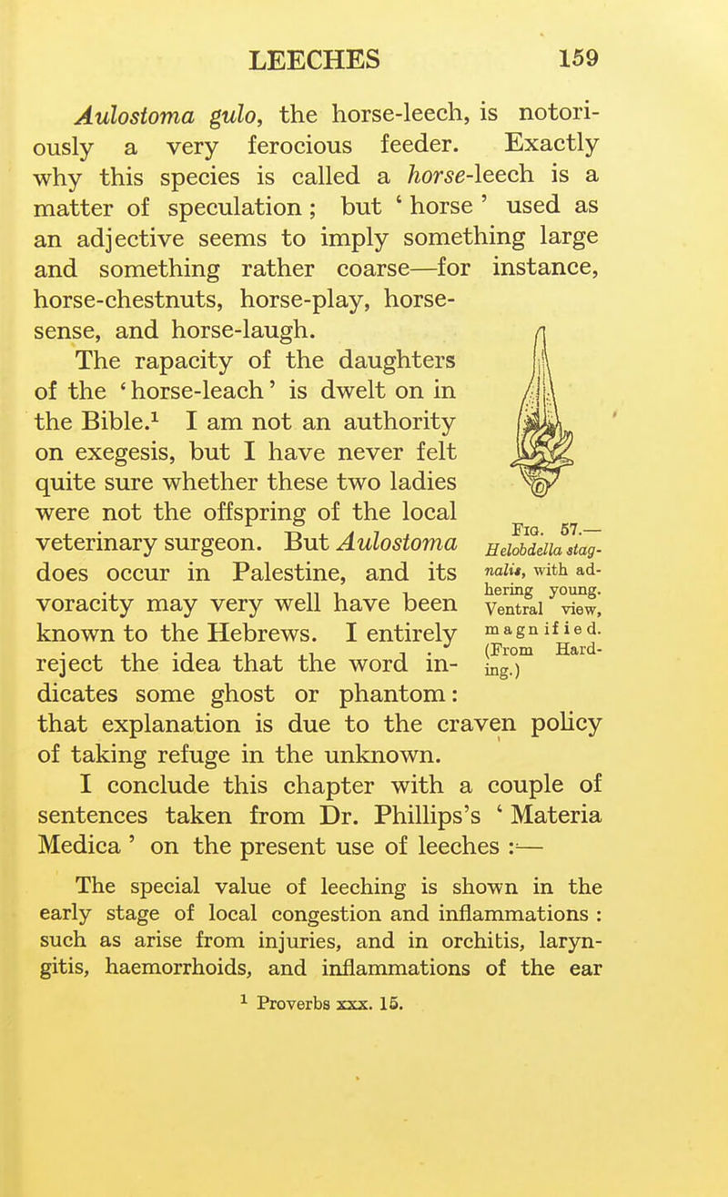 Aulostoma gulo, the horse-leech, is notori- ously a very ferocious feeder. Exactly why this species is called a horse-leech, is a matter of speculation ; but ' horse ' used as an adjective seems to imply something large and something rather coarse—for instance, horse-chestnuts, horse-play, horse- sense, and horse-laugh. The rapacity of the daughters of the ' horse-leach' is dwelt on in the Bible.^ I am not an authority on exegesis, but I have never felt quite sure whether these two ladies were not the offspring of the local veterinary surgeon. But Aulostoma does occur in Palestine, and its voracity may very well have been known to the Hebrews. I entirely reject the idea that the word in- dicates some ghost or phantom: that explanation is due to the craven policy of taking refuge in the unknown. I conclude this chapter with a couple of sentences taken from Dr. Phillips's ' Materia Medica ' on the present use of leeches :=— The special value of leeching is shown in the early stage of local congestion and inflammations : such as arise from injuries, and in orchitis, laryn- gitis, haemorrhoids, and inflammations of the ear ^ Proverbs xxx. 15. Fig. 57.— Helobdella slag- nalit, with ad- hering young. Ventral view, magnified. (From Hard- ing.)