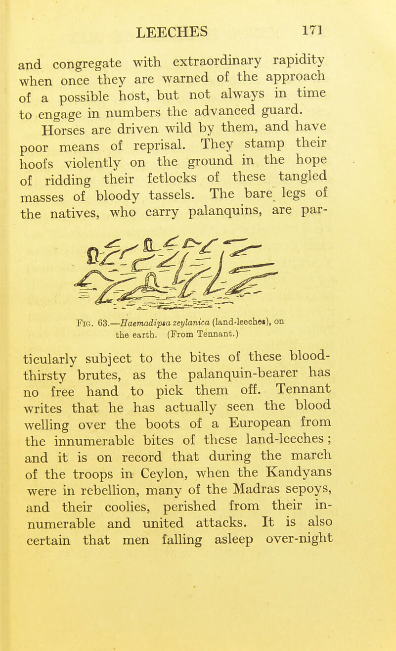 and congregate with extraordinary rapidity when once they are warned of the approach of a possible host, but not always in time to engage in numbers the advanced guard. Horses are driven wild by them, and have poor means of reprisal. They stamp their hoofs violently on the ground in the hope of ridding their fetlocks of these tangled masses of bloody tassels. The bare legs of the natives, who carry palanquins, are par- FiG. 63.—Haemadipsa zeylanica (land-leeche»), on the earth. (From Tennant.) ticularly subject to the bites of these blood- thirsty brutes, as the palanquin-bearer has no free hand to pick them off. Tennant writes that he has actually seen the blood welling over the boots of a European from the innumerable bites of these land-leeches; and it is on record that during the march of the troops in Ceylon, when the Kandyans were in rebellion, many of the Madras sepoys, and their coohes, perished from their in- numerable and united attacks. It is also certain that men falling asleep over-night