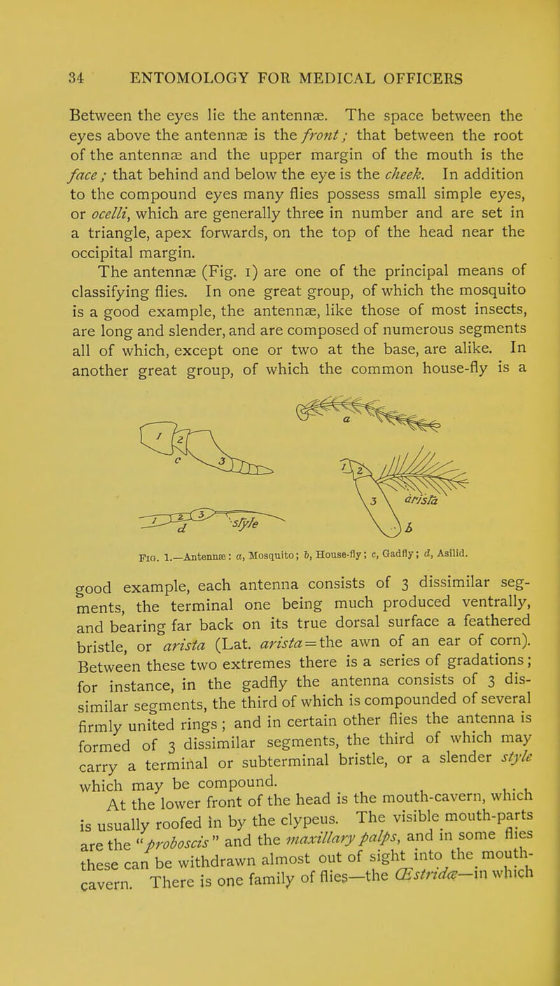 Between the eyes lie the antennae. The space between the eyes above the antennae is the front; that between the root of the antennae and the upper margin of the mouth is the face; that behind and below the eye is the cheek. In addition to the compound eyes many flies possess small simple eyes, or ocelli, which are generally three in number and are set in a triangle, apex forwards, on the top of the head near the occipital margin. The antennae (Fig. i) are one of the principal means of classifying flies. In one great group, of which the mosquito is a good example, the antennae, like those of most insects, are long and slender, and are composed of numerous segments all of which, except one or two at the base, are alike. In another great group, of which the common house-fly is a Fig. 1.— Autennce: o, Mosquito; 6, House-fly; c, Gadfly; d, Asilid. good example, each antenna consists of 3 dissimilar seg- ments, the terminal one being much produced ventrally, and bearing far back on its true dorsal surface a feathered bristle, or arista (Lat. arista = the awn of an ear of corn). Between these two extremes there is a series of gradations ; for instance, in the gadfly the antenna consists of 3 dis- similar segments, the third of which is compounded of several firmly united rings ; and in certain other flies the antenna is formed of 3 dissimilar segments, the third of which may carry a terminal or subterminal bristle, or a slender style which may be compound. At the lower front of the head is the mouth-cavern, which is usually roofed in by the clypeus. The visible mouth-parts are the proboscis and the maxillary palps, and in some flies these can be withdrawn almost out of sight into.the mouth- cavern There is one family of flies-the CEstrtdcu-m which
