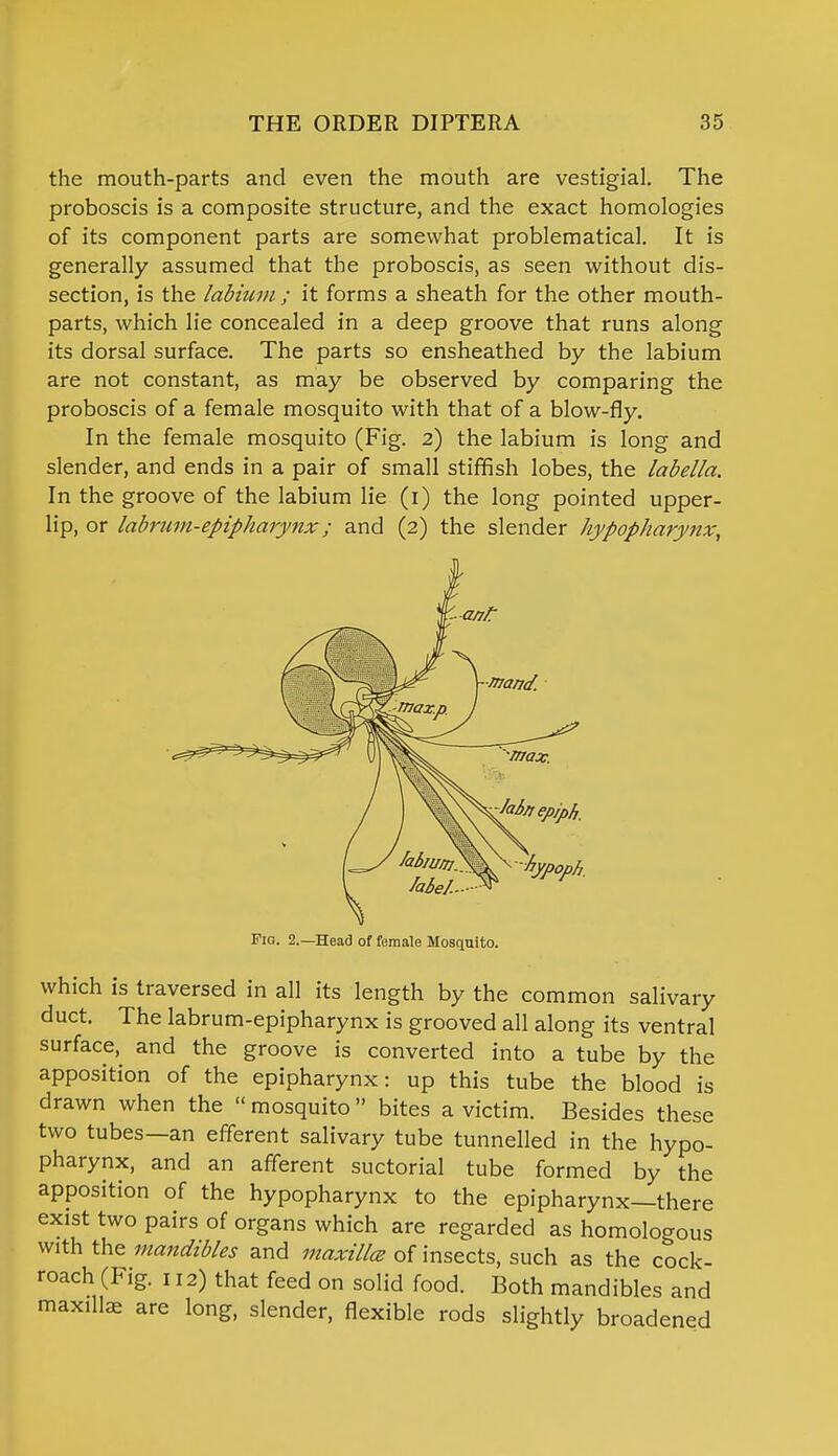 the mouth-parts and even the mouth are vestigial. The proboscis is a composite structure, and the exact homologies of its component parts are somewhat problematical. It is generally assumed that the proboscis, as seen without dis- section, is the labium ; it forms a sheath for the other mouth- parts, which lie concealed in a deep groove that runs along its dorsal surface. The parts so ensheathed by the labium are not constant, as may be observed by comparing the proboscis of a female mosquito with that of a blow-fly. In the female mosquito (Fig. 2) the labium is long and slender, and ends in a pair of small stiffish lobes, the labella. In the groove of the labium lie (1) the long pointed upper- lip, or labrum-epipharynx; and (2) the slender hypopharynx, Fia. 2.—Head of female Mosquito. which is traversed in all its length by the common salivary duct. The labrum-epipharynx is grooved all along its ventral surface, and the groove is converted into a tube by the apposition of the epipharynx: up this tube the blood is drawn when the  mosquito  bites a victim. Besides these two tubes—an efferent salivary tube tunnelled in the hypo- pharynx, and an afferent suctorial tube formed by the apposition of the hypopharynx to the epipharynx—there exist two pairs of organs which are regarded as homologous with the mandibles and maxilla of insects, such as the cock- roach (Fig. 112) that feed on solid food. Both mandibles and maxillae are long, slender, flexible rods slightly broadened