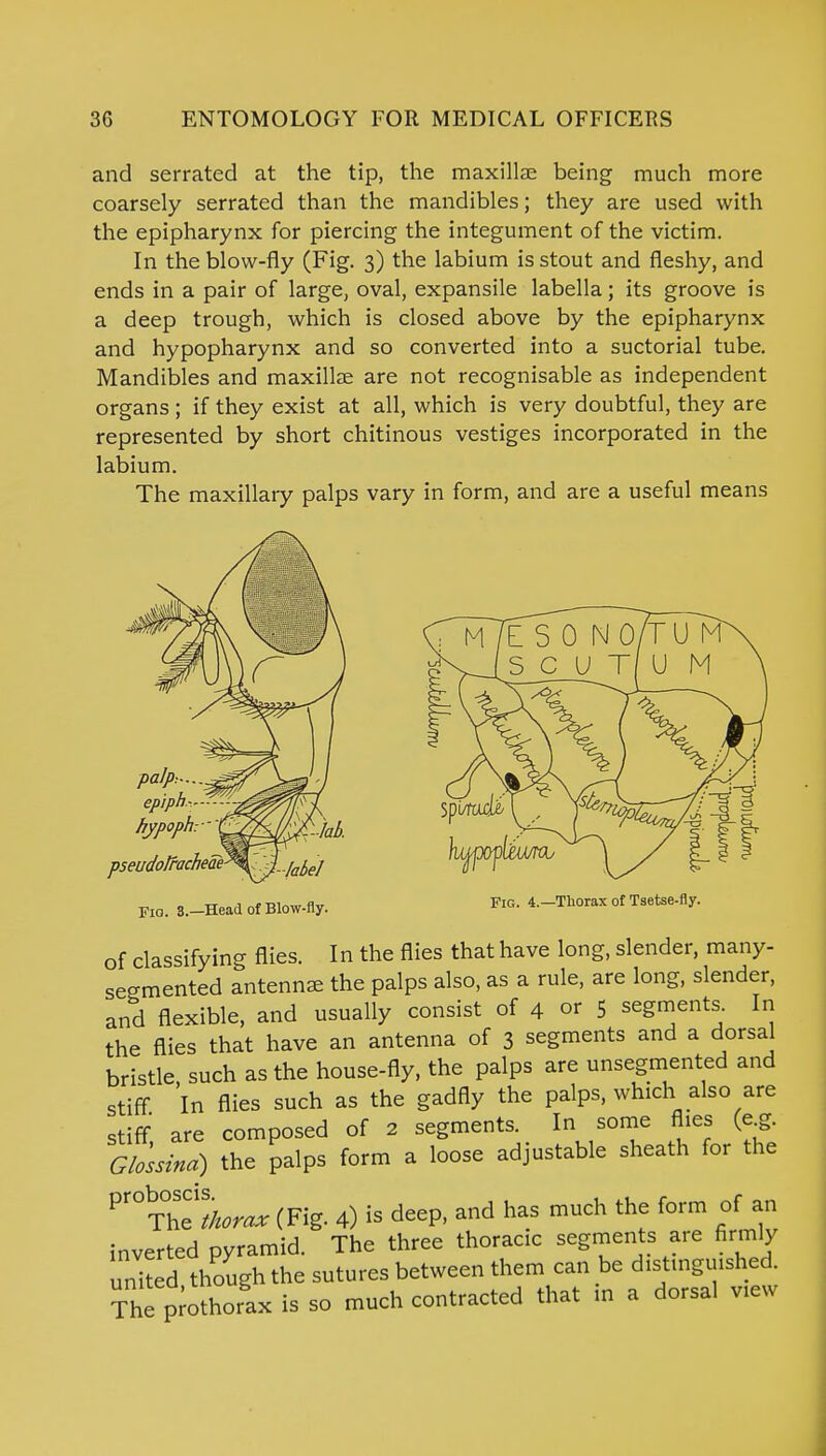 and serrated at the tip, the maxillae being much more coarsely serrated than the mandibles; they are used with the epipharynx for piercing the integument of the victim. In the blow-fly (Fig. 3) the labium is stout and fleshy, and ends in a pair of large, oval, expansile labella; its groove is a deep trough, which is closed above by the epipharynx and hypopharynx and so converted into a suctorial tube. Mandibles and maxillae are not recognisable as independent organs; if they exist at all, which is very doubtful, they are represented by short chitinous vestiges incorporated in the labium. The maxillary palps vary in form, and are a useful means Fig. 4.—Thorax of Tsetse-fly. pa/j>:.... epiphy hypoph: pseudolracheae Fio. 3.—Head of Blow-fly. of classifying flies. In the flies that have long, slender, many- segmented antennae the palps also, as a rule, are long, slender, and flexible, and usually consist of 4 or 5 segments. In the flies that have an antenna of 3 segments and a dorsal bristle such as the house-fly, the palps are unsegmented and stiff. In flies such as the gadfly the palps, which also are stiff' are composed of 2 segments. In some flies (eg. Glossind) the palps form a loose adjustable sheath for the (Fig- 4) ^ deep, and has much the form of an inverted pyramid. The three thoracic segments are firmly united though the sutures between them can be distinguished. The prothorax is so much contracted that in a dorsal view