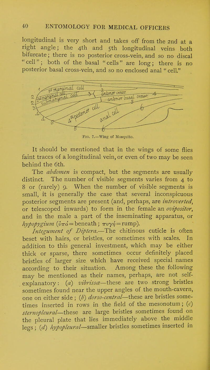 longitudinal is very short and takes off from the 2nd at a right angle; the 4th and 5th longitudinal veins both bifurcate; there is no posterior cross-vein, and so no discal cell; both of the basal cells are long; there is no posterior basal cross-vein, and so no enclosed anal  cell. Fig. 7.—Wing of Mosquito. It should be mentioned that in the wings of some flies faint traces of a longitudinal vein, or even of two may be seen behind the 6th. The abdomen is compact, but the segments are usually distinct. The number of visible segments varies from 4 to 8 or (rarely) 9. When the number of visible segments is small, it is generally the case that several inconspicuous posterior segments are present (and, perhaps, are introverted, or telescoped inwards) to form in the female an ovipositor, and in the male a part of the inseminating apparatus, or hypopygium (viro — beneath ; irvyri = rump). Integument of Diptera.—The chitinous cuticle is often beset with hairs, or bristles, or sometimes with scales. In addition to this general investment, which may be either thick or sparse, there sometimes occur definitely placed bristles of larger size which have received special names according to their situation. Among these the following may be mentioned as their names, perhaps, are not self- explanatory : {a) vibrissa—these are two strong bristles sometimes found near the upper angles of the mouth-cavern, one on either side ; (b) dorso-central—these are bristles some- times inserted in rows in the field of the mesonotum ; (c) sternopleural— these are large bristles sometimes found on the pleural plate that lies immediately above the middle legs ; id) kypopleurol—smaller bristles sometimes inserted in