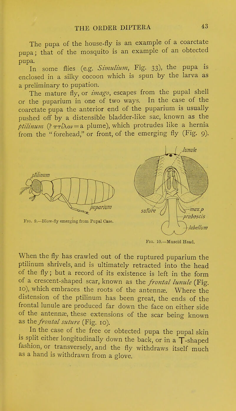 The pupa of the house-fly is an example of a coarctate pupa; that of the mosquito is an example of an obtected pupa. In some flies (e.g. Simulium, Fig. 33), the pupa is enclosed in a silky cocoon which is spun by the larva as a preliminary to pupation. The mature fly, or imago, escapes from the pupal shell or the puparium in one of two ways. In the case of the coarctate pupa the anterior end of the puparium is usually pushed off by a distensible bladder-like sac, known as the ptilinum (? tttlKov = a plume), which protrudes like a hernia from the  forehead, or front, of the emerging fly (Fig. 9). Fig. 10.—Muscid Head. When the fly has crawled out of the ruptured puparium the ptilinum shrivels, and is ultimately retracted into the head of the fly; but a record of its existence is left in the form of a crescent-shaped scar, known as the frontal lunule (Fig. 10), which embraces the roots of the antennae. Where the distension of the ptilinum has been great, the ends of the frontal lunule are produced far down the face on either side of the antennae, these extensions of the scar being known as the frontal suture (Fig. 10). In the case of the free or obtected pupa the pupal skin is split either longitudinally down the back, or in a T-shaped fashion, or transversely, and the fly withdraws itself much as a hand is withdrawn from a glove.