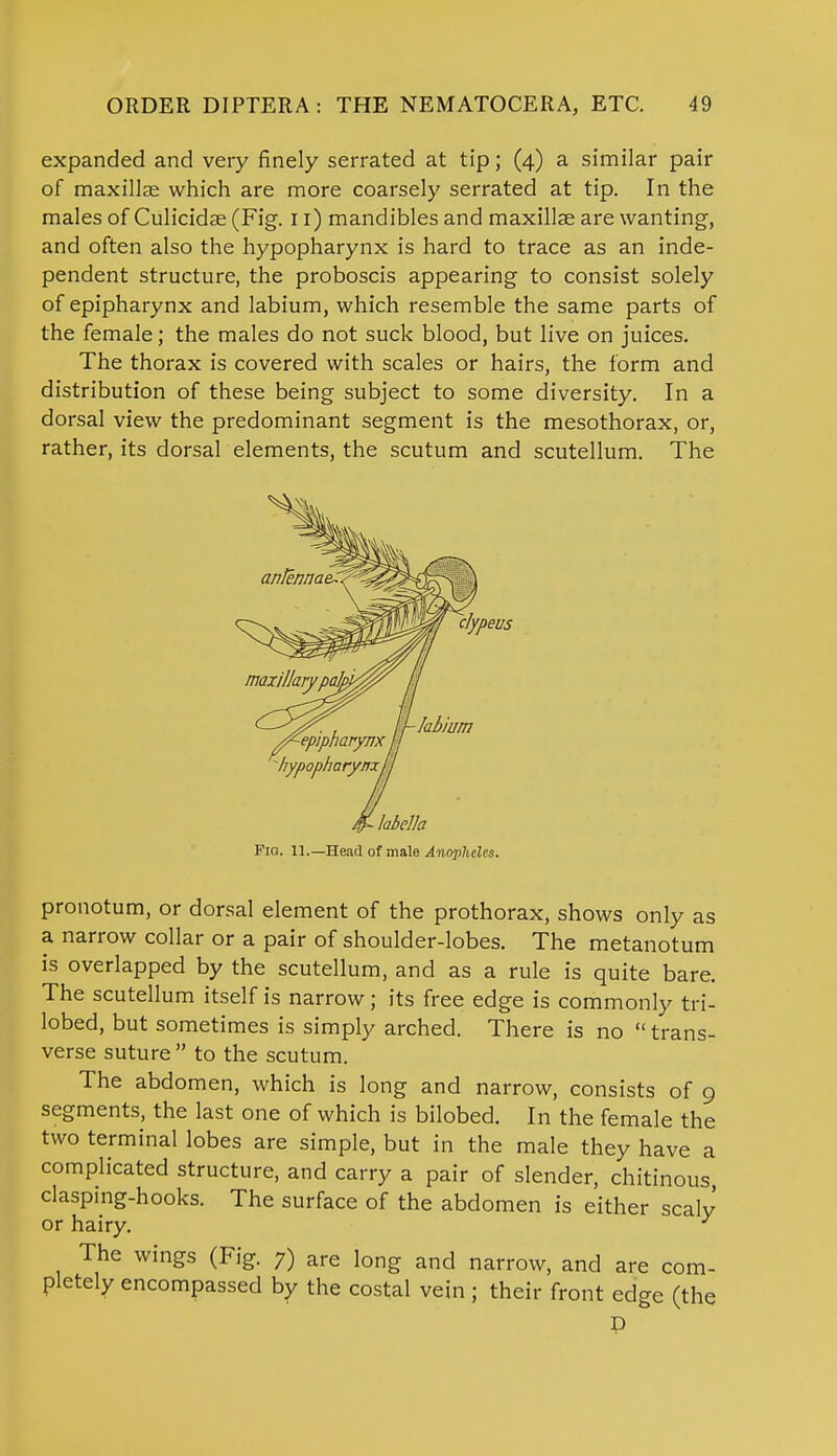expanded and very finely serrated at tip; (4) a similar pair of maxillae which are more coarsely serrated at tip. In the males of Culicidae (Fig. 11) mandibles and maxillae are wanting, and often also the hypopharynx is hard to trace as an inde- pendent structure, the proboscis appearing to consist solely of epipharynx and labium, which resemble the same parts of the female; the males do not suck blood, but live on juices. The thorax is covered with scales or hairs, the form and distribution of these being subject to some diversity. In a dorsal view the predominant segment is the mesothorax, or, rather, its dorsal elements, the scutum and scutellum. The clypeus ■ labella Pia. 11.—Head of male Anopheles. pronotum, or dorsal element of the prothorax, shows only as a narrow collar or a pair of shoulder-lobes. The metanotum is overlapped by the scutellum, and as a rule is quite bare. The scutellum itself is narrow; its free edge is commonly tri- lobed, but sometimes is simply arched. There is no trans- verse suture  to the scutum. The abdomen, which is long and narrow, consists of 9 segments, the last one of which is bilobed. In the female the two terminal lobes are simple, but in the male they have a complicated structure, and carry a pair of slender, chitinous clasping-hooks. The surface of the abdomen is either scaly or hairy. y The wings (Fig. 7) are long and narrow, and are com- pletely encompassed by the costal vein ; their front edge (the D