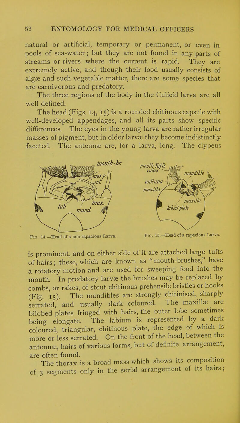 natural or artificial, temporary or permanent, or even in pools of sea-water; but they are not found in any parts of streams or rivers where the current is rapid. They are extremely active, and though their food usually consists of algae and such vegetable matter, there are some species that are carnivorous and predatory. The three regions of the body in the Culicid larva are all well defined. The head (Figs. 14, 15) is a rounded chitinous capsule with well-developed appendages, and all its parts show specific differences. The eyes in the young larva are rather irregular masses of pigment, but in older larvae they become indistinctly faceted. The antennae are, for a larva, long. The clypeus Pio. 14.-Head of a non-rapacious Larva. Fig. 15.—Head of a rapacious Larva. is prominent, and on either side of it are attached large tufts of hairs ; these, which are known as  mouth-brushes, have a rotatory motion and are used for sweeping food into the mouth. In predatory larvae the brushes may be replaced by combs, or rakes, of stout chitinous prehensile bristles or hooks (Fig. IS). The mandibles are strongly chitinised, sharply serrated, and usually dark coloured. The maxillae are bilobed plates fringed with hairs, the outer lobe sometimes being elongate. The labium is represented by a dark coloured, triangular, chitinous plate, the edge of which is more or less serrated. On the front of the head, between the antennae, hairs of various forms, but of definite arrangement, are often found. The thorax is a broad mass which shows its composition of 3 segments only in the serial arrangement of its hairs;