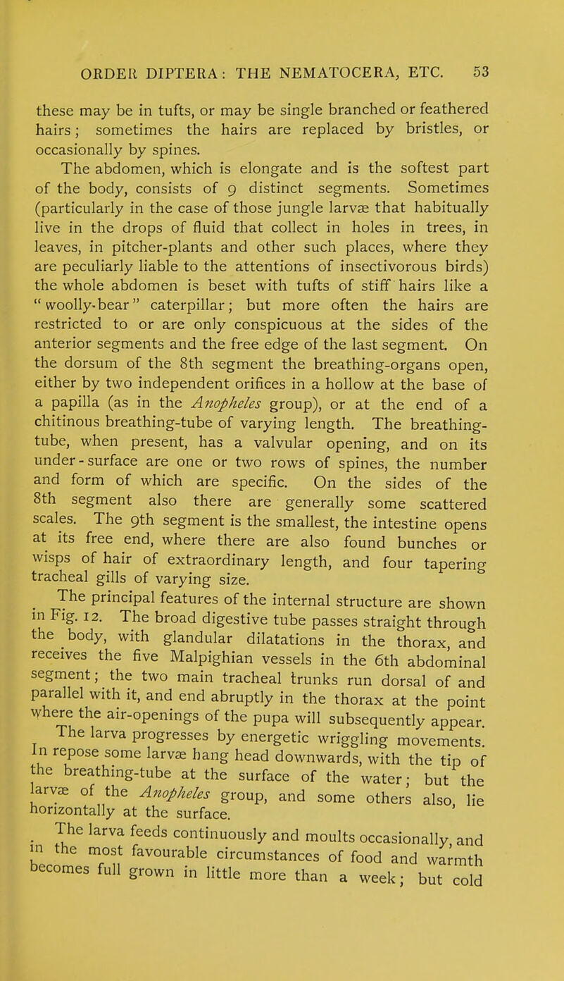 these may be in tufts, or may be single branched or feathered hairs; sometimes the hairs are replaced by bristles, or occasionally by spines. The abdomen, which is elongate and is the softest part of the body, consists of 9 distinct segments. Sometimes (particularly in the case of those jungle larvae that habitually live in the drops of fluid that collect in holes in trees, in leaves, in pitcher-plants and other such places, where they are peculiarly liable to the attentions of insectivorous birds) the whole abdomen is beset with tufts of stiff hairs like a  woolly-bear caterpillar; but more often the hairs are restricted to or are only conspicuous at the sides of the anterior segments and the free edge of the last segment. On the dorsum of the 8th segment the breathing-organs open, either by two independent orifices in a hollow at the base of a papilla (as in the Anopheles group), or at the end of a chitinous breathing-tube of varying length. The breathing- tube, when present, has a valvular opening, and on its under-surface are one or two rows of spines, the number and form of which are specific. On the sides of the 8th segment also there are generally some scattered scales. The 9th segment is the smallest, the intestine opens at its free end, where there are also found bunches or wisps of hair of extraordinary length, and four tapering tracheal gills of varying size. The principal features of the internal structure are shown in Fig. 12. The broad digestive tube passes straight through the body, with glandular dilatations in the thorax and receives the five Malpighian vessels in the 6th abdominal segment; the two main tracheal trunks run dorsal of and parallel with it, and end abruptly in the thorax at the point where the air-openings of the pupa will subsequently appear The larva progresses by energetic wriggling movements, in repose some larvae hang head downwards, with the tip of the breathing-tube at the surface of the water; but the larvae of the Anopheles group, and some others also lie Horizontally at the surface. ' m The larva feeds continuously and moults occasionally and in the most favourable circumstances of food and warmth becomes full grown in little more than a week; but cold
