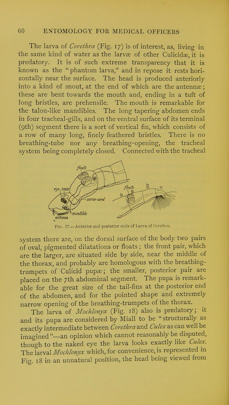 The larva of Corethra (Fig. 17) is of interest, as, living in the same kind of water as the larvae of other Culicidae, it is predatory. It is of such extreme transparency that it is known as the  phantom larva, and in repose it rests hori- zontally near the surface. The head is produced anteriorly into a kind of snout, at the end of which are the antennae; these are bent towards the mouth and, ending in a tuft of long bristles, are prehensile. The mouth is remarkable for the talon-like mandibles. The long tapering abdomen ends in four tracheal-gills, and on the ventral surface of its terminal (9th) segment there is a sort of vertical fin, which consists of a row of many long, finely feathered bristles. There is no breathing-tube nor any breathing-opening, the tracheal system being completely closed. Connected with the tracheal •7 Fig. 17.—Anterior and posterior ends of Larva of Cortlh ra. system there are, on the dorsal surface of the body two pairs of oval, pigmented dilatations or floats ; the front pair, which are the larger, are situated side by side, near the middle of the thorax, and probably are homologous with the breathing- trumpets of Culicid pupae; the smaller, posterior pair are placed on the 7th abdominal segment. The pupa is remark- able for the great size of the tail-fins at the posterior end of the abdomen, and for the pointed shape and extremely narrow opening of the breathing-trumpets of the thorax. The larva of Mochlonyx (Fig. 18) also is predatory; it and its pupa are considered by Miall to be structurally as exactly intermediate between Corethra and Culex as can well be imagined—an opinion which cannot reasonably be disputed, though to the naked eye the larva looks exactly like Culex. The larval Mochlonyx which, for convenience, is represented in Fig. 18 in an unnatural position, the head being viewed from