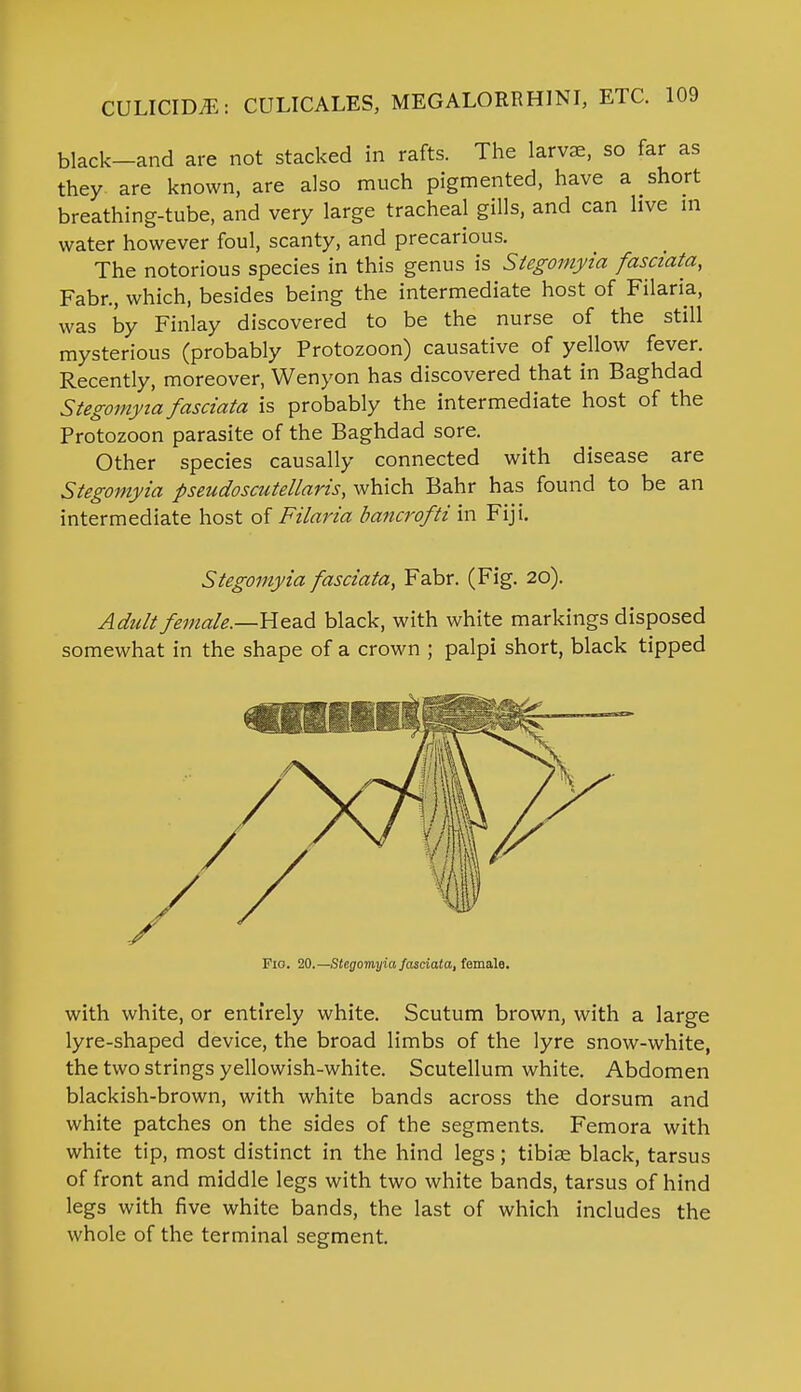 black—and are not stacked in rafts. The larvae, so far as they are known, are also much pigmented, have a short breathing-tube, and very large tracheal gills, and can live m water however foul, scanty, and precarious. The notorious species in this genus is Stegomyia fasciata, Fabr., which, besides being the intermediate host of Filaria, was by Finlay discovered to be the nurse of the still mysterious (probably Protozoon) causative of yellow fever. Recently, moreover, Wenyon has discovered that in Baghdad Stegomyia fasciata is probably the intermediate host of the Protozoon parasite of the Baghdad sore. Other species causally connected with disease are Stegomyia pseudoscutellaris, which Bahr has found to be an intermediate host of Filaria bancrofti in Fiji. Stegomyia fasciata, Fabr. (Fig. 20). Adult female.—-Head black, with white markings disposed somewhat in the shape of a crown ; palpi short, black tipped Fio. 20.—Stegomyia fasciata, female. with white, or entirely white. Scutum brown, with a large lyre-shaped device, the broad limbs of the lyre snow-white, the two strings yellowish-white. Scutellum white. Abdomen blackish-brown, with white bands across the dorsum and white patches on the sides of the segments. Femora with white tip, most distinct in the hind legs; tibiae black, tarsus of front and middle legs with two white bands, tarsus of hind legs with five white bands, the last of which includes the whole of the terminal segment.