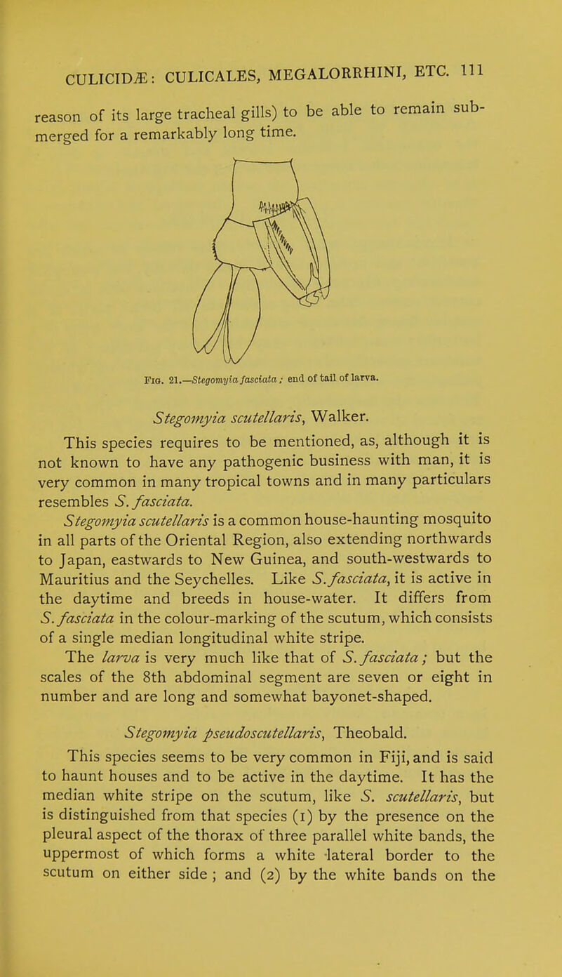 reason of its large tracheal gills) to be able to remain sub- merged for a remarkably long time. Pio. 21.—Stegomyiafasciata; end of tail of larva. Stegomyia scutellaris, Walker. This species requires to be mentioned, as, although it is not known to have any pathogenic business with man, it is very common in many tropical towns and in many particulars resembles S.fasciata. Stegomyia scutellaris is a common house-haunting mosquito in all parts of the Oriental Region, also extending northwards to Japan, eastwards to New Guinea, and south-westwards to Mauritius and the Seychelles. Like S.fasciata, it is active in the daytime and breeds in house-water. It differs from S.fasciata in the colour-marking of the scutum, which consists of a single median longitudinal white stripe. The larva is very much like that of S.fasciata; but the scales of the 8th abdominal segment are seven or eight in number and are long and somewhat bayonet-shaped. Stegomyia pseudoscutellaris, Theobald. This species seems to be very common in Fiji, and is said to haunt houses and to be active in the daytime. It has the median white stripe on the scutum, like 5. scutellaris, but is distinguished from that species (i) by the presence on the pleural aspect of the thorax of three parallel white bands, the uppermost of which forms a white lateral border to the