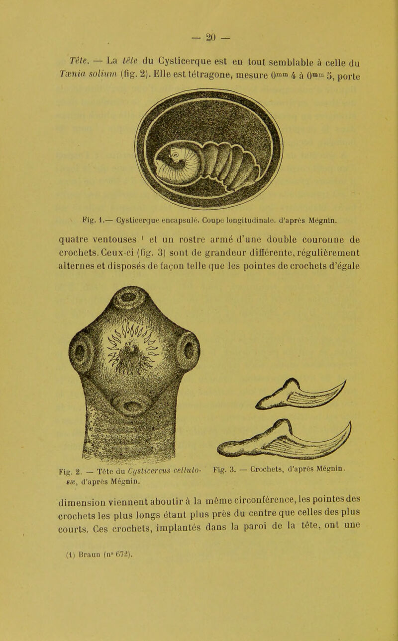 Tête. — La tête du Cysticerque est en tout semblable à celle du Tœnia solium (fig. 2). Elle est tétragone, mesure 0mm 4 à 0mm o, porte Fig. 1.— Cysticerque encapsule. Coupe longitudinale, d'après Mégnin. quatre ventouses 1 et un rostre armé d'une double couronne de crochets. Ceux-ci (fig. 3) sont de grandeur différente, régulièrement alternes et disposés de façon telle que les pointes de crochets d'égale sœ, d'après Mégnin. dimension viennent aboutir à la môme circonférence, les pointes des crochets les plus longs étant plus près du centre que celles des plus courts. Ces crochets, implantés dans la paroi de la té te, ont une (1) liraun (n» 672),