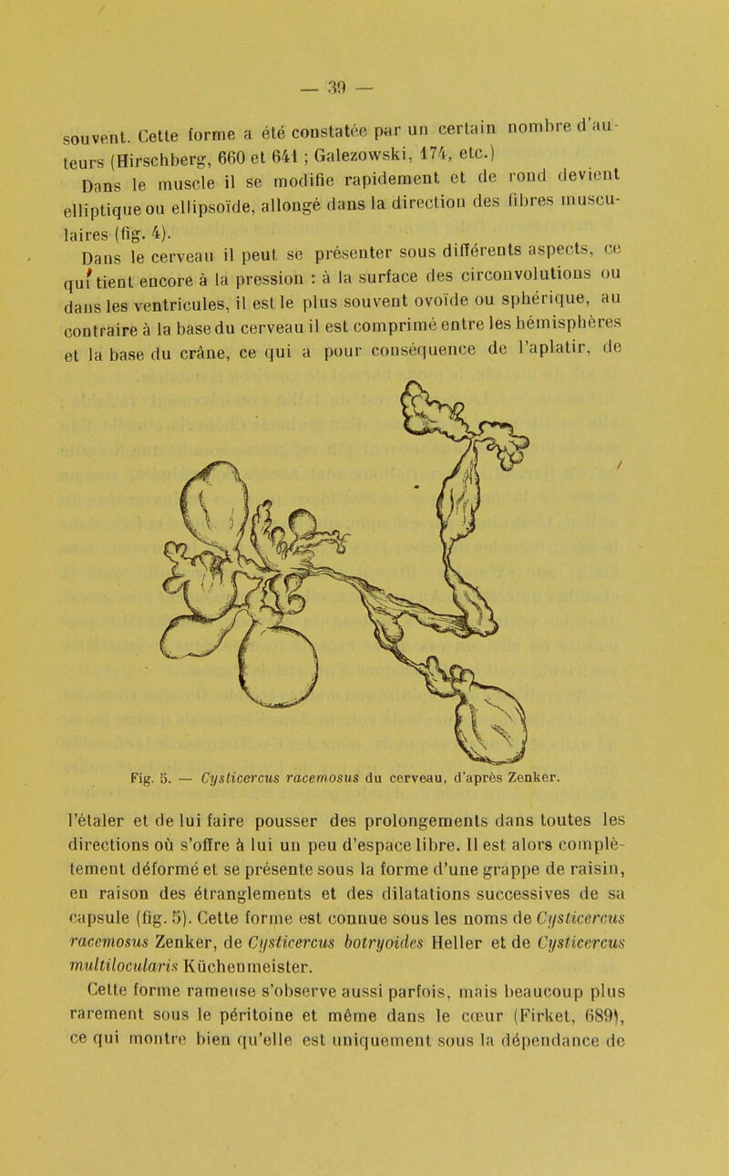 souvent. Cette forme a été constatée par un certain nombre d'au- teurs (Hirschberg, 660 et 641 ; Galezowski, 174, etc.) Dans le muscle il se modifie rapidement et de rond devient elliptique ou ellipsoïde, allongé dans la direction des fibres muscu- laires (fig. 4). Dans le cerveau il peut se présenter sous différents aspects, ce qui tient encore à la pression : à la surface des circonvolutions ou dans les ventricules, il est le plus souvent ovoïde ou spbérique, au contraire à la base du cerveau il est comprimé entre les hémisphères et la base du crâne, ce qui a pour conséquence de l'aplatir, de Fig. 5. — Cyslicercus raceinosus du cerveau, d'après Zenker. l'étaler et de lui faire pousser des prolongements dans toutes les directions où s'offre à lui un peu d'espace libre. Il est alors complè- tement déformé et se présente sous la forme d'une grappe de raisin, en raison des étranglements et des dilatations successives de sa capsule (fig. 5). Cette forme est connue sous les noms de Ci/sLicercus racemosus Zenker, de Ci/sticercus botryoidcs Heller et de Cysticcrcus multilocularis Kùchenmeister. Cette forme rameuse s'observe aussi parfois, mais beaucoup plus rarement sous le péritoine et même dans le cœur (Firket, 689^, ce qui montre bien qu'elle est uniquement sous la dépendance de