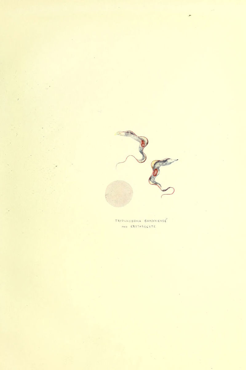 TRYPANOSOMA GAWSKie:! AND E'RYTHRCCITE
