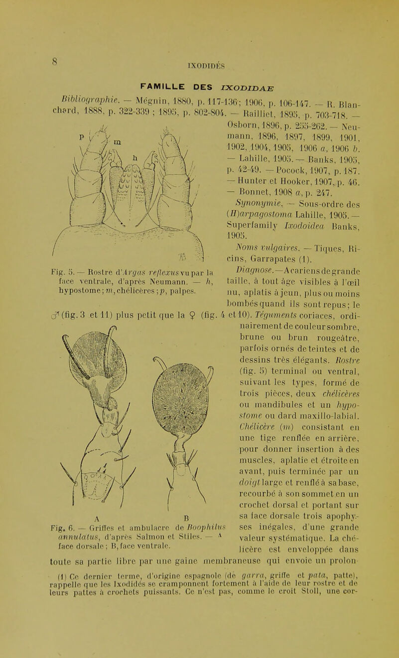 Bibliographie. - chard, 1888, p. 322-330 FAMILLE DES IXOJDIDAE 1880, p. 117-136; 1906, mil, : 1805, p. 802-804. Fig. o. — Rostre d'Argas re/ku'ws vu par la face venlrale, d'après Neumann. — /!, hypostome; ?î7,chélicères ;}), palpes. p. 106-147. ~ R. Rian- Raillict, 189o, p. 703-718. — Osborn, 1896, p. 2;jo-262. — i\eu- niann, 1896, 1807, 1899, 1901, 1902, 1904,190o, 1906 «. 1906 b. — Lahille, 1905.— Raiik.s, 1905, p. 42-49. — Pocock, 1907, p. 187. — Hunier et Hooker, 1907, p. 46. — Ronnet, 1908 a, p. 247. Synonymie. — Sous-ordre des {H)arpagostoma Lahille, 1905. — Superfamily Ixodoidea Ranks, 1905. Noms vulfiaires. — Tiques, Ri- cins, Garrapates (1). Diagnose.~A carions de grande taille, à tout âge visibles à J'œil nu, aplatis à jeun, plus ou moins bombés quand ils sont repus; le 0^(fig.3 et 11) plus petit que la 9 (fig- et 10). Téguments coriaces, ordi- nairement de couleur sombre, brune ou brun rougeàtre, parfois ornés déteintes et de dessins très élégants. Rostre (fig. 5) terminal ou ventral, suivant les types, formé de trois pièces, deux chélieères ou mandibules et un hypo- stome ou dard maxillo-labial. Cliélicèrc (di) consistant en une tige renflée en arrière, pour donner insertion à des muscles, aplatie et étroite en avant, puis terminée par un f/ovV//large et renflé à sa base, recourbé à son sonimet.en un crochet dorsal et portant sur sa lace dorsale trois apophy- ses inégales, d'une grande valeur systématique. La ché- licère est enveloppée dans toute sa partie libre par une gaine membraneuse qui envoie un prolon (l)Cc dernier terme, d'origine espagnole (dé (/nrra, grilTe el pata, patte), rappelle que les Ixodidcs se cramponnent fortement ù l'aide de leur rostre et de leurs pattes ii crochets puissants. Ce n'est pas, comme le croit Sloll, une cor- Flg. 6. — Griffes et ambulacre de noophilvs anmilatus, d'après Salmon et Stiles. — ^ face dorsale; B,face ventrale.