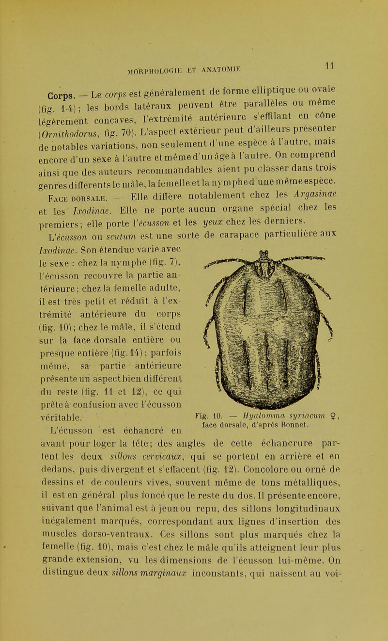 Corps. - Le corps est généralement de forme elliptique ou ovale (fi- 1-4) ; les bords latéraux peuvent être parallèles ou même légèrement concaves, l'extrémité antérieure s'effilant en cône (Ornithodorus, fig. 70). L'aspect extérieur peut d'ailleurs présenter de notables variations, non seulement d'une espèce à l'autre, mais encore d'un sexe à l'autre et même d'un âge à l'autre. On comprend ainsi que des auteurs recommandables aient pu classer dans trois genres différents le màle, la femelle et la nymphe d'une même espèce. Face dorsale. — Elle diffère notablement chez les Argasinae et \es Ixodinae. Elle ne porte aucun organe spécial chez les premiers ; elle porte Vécusson et les yeux chez les derniers. L'écusson ou scutum est une sorte de carapace particulière aux Ixodinae. Son étendue varie avec le sexe : chez la nymphe (fig. 7), l'écusson recouvre la partie an- térieure; chez la femelle adulte, il est très petit et réduit à l'ex- trémité antérieure du corps (fig. 10); chez le mâle, il s'étend sur la face dorsale entière ou presque entière (fig. 14) ; parfois même, sa partie antérieure présente un aspect bien différent du reste (fig. il et 12), ce qui prête à confusion avec l'écusson véritable. L'écusson est échancré en avant pour loger la tête; des angles de cette échancrure par- tent les deux sillons cervicaux, qui se portent en arrière et eu dedans, puis divergent et s'effacent (fig. 12). Concolore ou orné de dessins et de couleurs vives, souvent même de tons métalliques, il est en général plus foncé que le reste du dos. Il présente encore, suivant que l'animal est à jeun ou repu, des sillons longitudinaux inégalement marqués, correspondant aux lignes d'insertion des muscles dorso-ventraux. Ces sillons sont plus marqués chez la femelle (fig. 10), mais c'est chez le mâle qu'ils atteignent leur plus grande extension, vu les dimensions de l'écusson lui-même. On distingue deux sillons marginaux inconstants, qui naissent au voi- Fig. 10. — Hyalomma syriacum ^, face dorsale, d'après Bonnet.