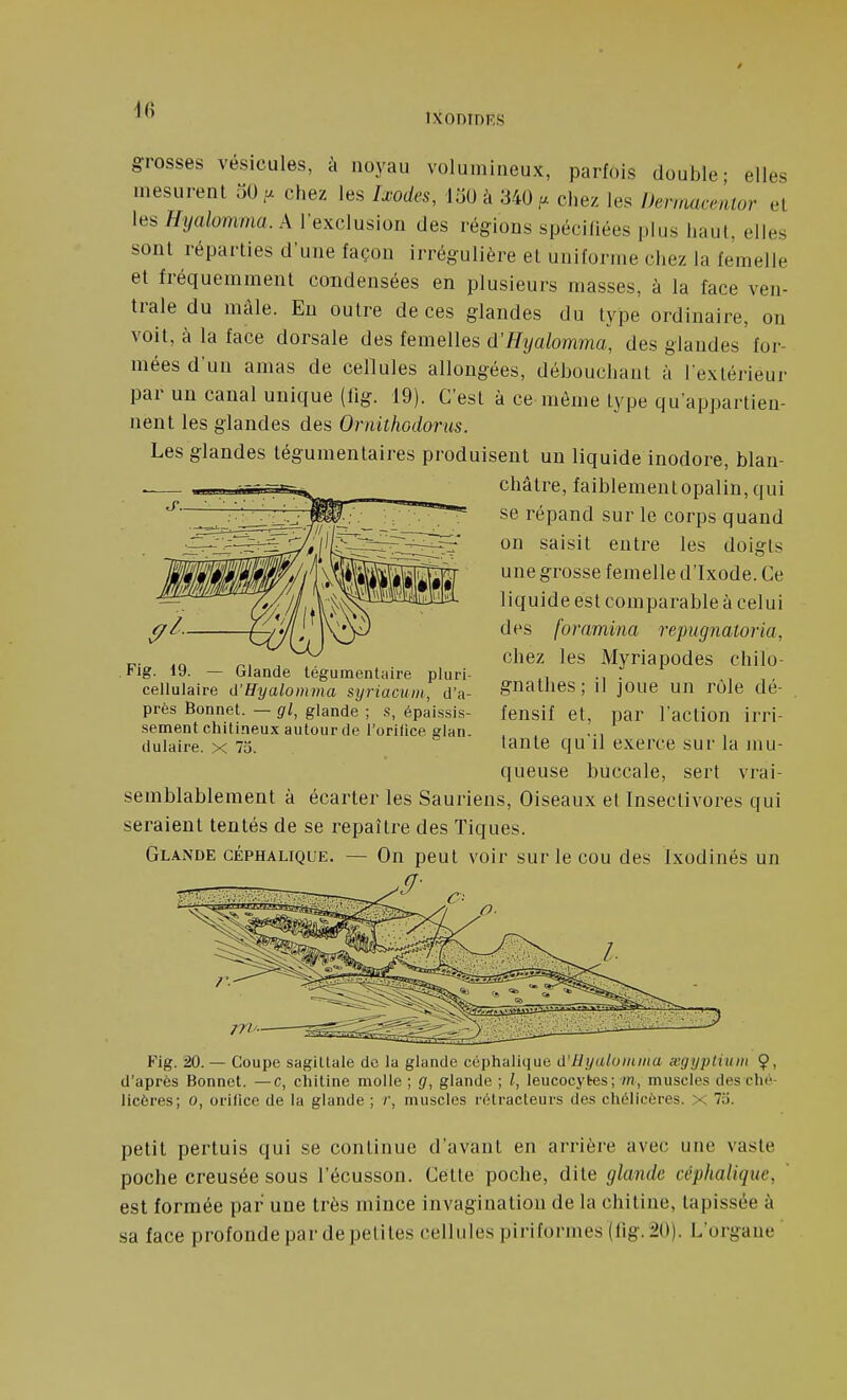 ÎXODIDF.S grosses vésicules, à noyau volumineux, parfois double; elles mesurent 50 .a chez les Ixodes, loOà 340f. cl.ez les Uermarentor el les i/'i/domma. A l'exclusion des régions spécifiées plus liaut, elles sont réparties d'une façon irrégulière el uniforme chez la femelle et fréquemment condensées en plusieurs masses, à la face ven- trale du mâle. En outre de ces glandes du type ordinaire, on voit, à la face dorsale des femelles d'Fîjatomma, des glandes ' for- mées d'un amas de cellules allongées, débouchant à l'extérieur par un canal unique (lig. 19). C'est à ce môme type qu'appartien- nent les glandes des Ornithodorus. Les glandes tégumentaires produisent un liquide inodore, blan- châtre, faiblement opalin, qui se répand sur le corps quand on saisit entre les doigts une grosse femelle d'ixode. Ce liquide est comparable à celui des fommina repugnatoria, chez les Myriapodes chilo- gnathes ; il joue un rôle dé- fensif et, par l'action irri- tante qu'il exerce sur la jnu- queuse buccale, sert vrai- semblablement à écarter les Sauriens, Oiseaux el Insectivores qui seraient tentés de se repaître des Tiques. Glande céphalique. — On peut voir sur le cou des Ixodinés un .9- Fig. 19. — Glande tégumentaire pluri- cellulaire û'Hyalomma syriacuin, d'a- près Bonnet. — gl, glande ; .s, épaissis- sement chitineux autour de l'orilice glan. dulaire. x 7a. Fig. 20. — Coupe sagittale de la glande céphalique d'Hyaloiiiina œgyptiiim 9. d'après Bonnet. —c, chitine molle ; g, glande ; l, leucocytes; m, muscles des ché- licères; o, orifice de la glande ; /, muscles rétracteurs des chélicères. x 73. petit pertuis qui se continue d'avant en arrière avec une vaste poche creusée sous l'écusson. Celle poche, dite glande céphalique, est formée par une très mince invagination de la chitine, tapissée à sa face profonde par de petites cellules piriformes (lig. 20). L'organe
