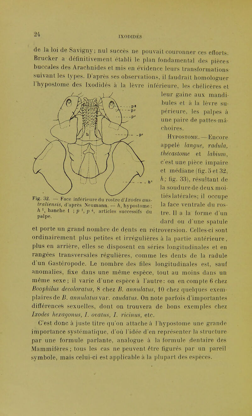 de la loi de Savigny ; nul succès ne pouvait couronner ces efforts. Brucker a définilivemenl établi le plan fondamental des pièces buccales des Arachnides et mis en évidence leurs transformations suivant les types. D'après ses observations, il faudrait homologuer l'hypos-tome des Ixodidés a la lèvre inférieure, les chélicères et leur gaine aux mandi- bules et à la lèvre su- périeure, les palpes à une paire de pattes-mâ- choires. Hypostomi£. — Encore appelé langue, radiila, thécastome et labium, c'est une pièce impaire et médiane (fig. 3 et 32, h; fig. 33), résultant de la soudure de deux moi- tiés latérales; il occupe la face ventrale du ros- tre. Il a la forme d'un dard ou d une spatule et porte un grand nombre de dents en rétroversion. Celles-ci sont ordinairement plus petites et irrégulières à la partie antérieure, plus en arrière, elles se disposent en séries longitudinales et en rangées transversales régulières, comme les dents de la radule d'un Gastéropode. Le nombre des files longitudinales est, sauf anomalies, fixe dans une même espèce, tout au moins dans un même sexe; il varie d'une espèce à l'autre: on en compte 6 chez Boophilus decoloratvs, 8 chez B. anmdaîus, 10 chez quelques exem- plaires de//, annulatus var. caudatus. On note parfois d'importantes différences sexuelles, dont on trouvera de bons exemples chez Ixodes hexagonus, 1. ovatus, I. ricinus, etc. C'est donc à juste titre qu'on attache à l'hypostome une grande importance systématique, d'où l'idée d'en représenter la structure par une formule parlante, analogue à la formule dentaire des Mammifères; tous les cas ne peuvent être figurés par un pareil symbole, mais celui-ci est applicable à la ])hiparl des espèces. Fig. 32. — Face inféripure du voslre d'Ixodes ans- traliensis, d'après Neumana. — h, hypostome ; h 1, hanche 1 ; p p^, articles successifs du palpe.