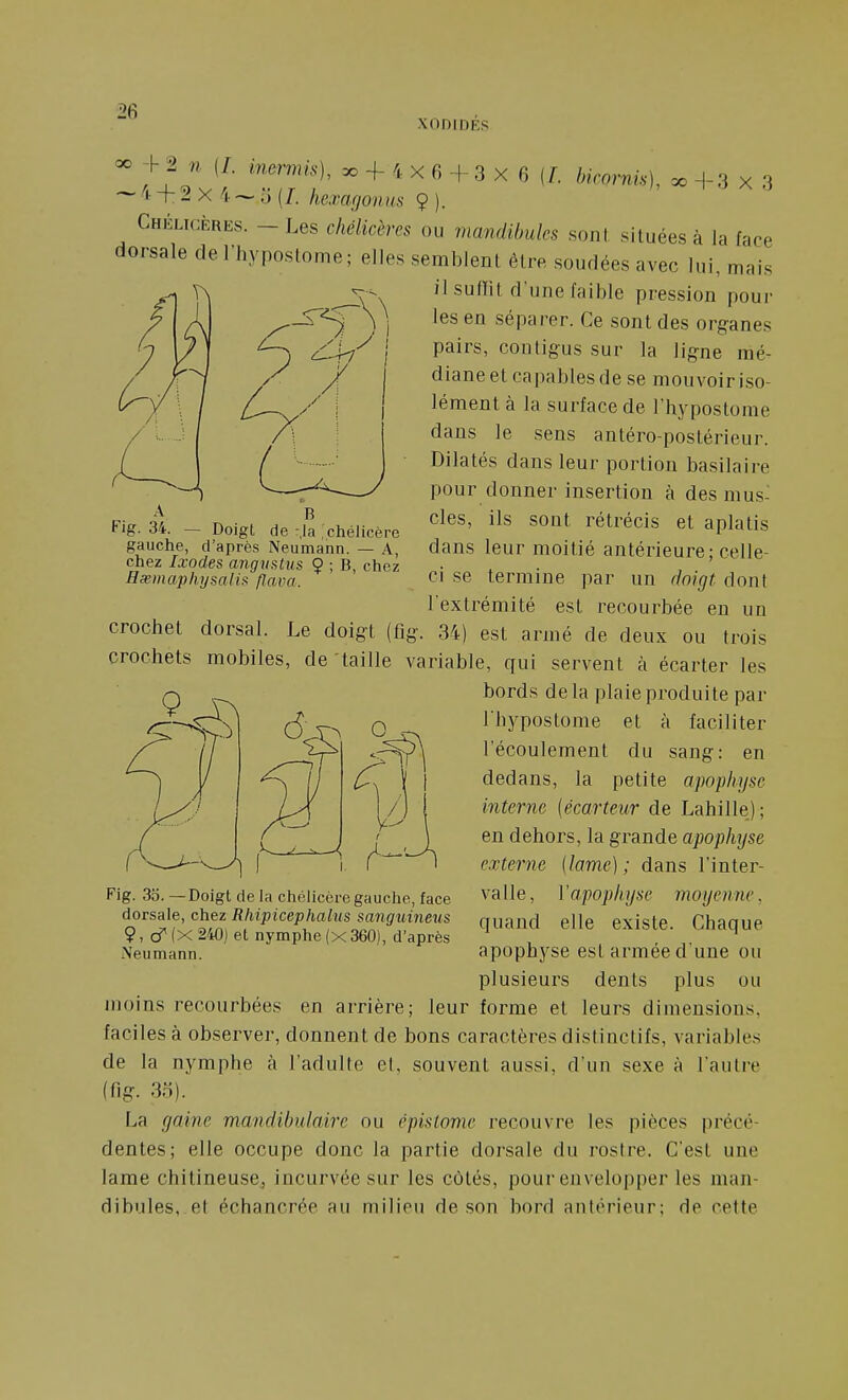 XODIDÉS Fig. 34. — Doigt de-,1a ;chélicèrc gauche, d'après Neumann. — A, chez /.rodes angustus 9 ; B, chez Hasmaplujsalis flava. -h 2 n (/. inei-mis), œ + 4 X 6 +3 X 6 (/, bicornù), oc -|-3 x 3 ~ 4 -(- 2 X 4 ~ o (/. hexarjonns 9 ). Chklicèrks. - Les chéUcères ou mandibules soiil situées à la face dorsale de l'hypostome; elles semblent être soudées avec lui, mais il suffit d'une faible pression pour les en séparer. Ce sont des organes pairs, contigus sur la ligne mé- / A 7 X /[ dianeet capables de se mouvoir iso- (^y '\ I /_ y-^ i lément à la surface de l'hypostome dans le sens antéro-postérieur. Dilatés dans leur portion basilaire pour donner insertion à des mus- cles, ils sont rétrécis et aplatis dans leur moitié antérieure; celle- ci se termine par un rlnigt dont l'extrémité est recourbée en un crochet dorsal. Le doigt (fig. 34) est armé de deux ou trois crochets mobiles, de taille variable, qui servent à écarter les bords delà plaie produite par l'hypostome et à faciliter l'écoulement du sang: en dedans, la petite apophyse interne (écarteur de Lahille); en dehors, la grande apophyse externe {lame); dans l'inter- va 1 le, V apophyse moyenne, quand elle existe. Chaque apophyse est armée d'une ou plusieurs dents plus ou moins recourbées en arrière; leur forme et leurs dimensions, faciles à observer, donnent de bons caractères distinctifs, variables de la nymphe à l'adulte et, souvent aussi, d'un sexe à l'autre (fig. 3.^). La gaine mandibulmre ou épislome recouvre les pièces précé- dentes; elle occupe donc la partie dorsale du rostre. C'est une lame chitineuse, incurvée sur les côtés, pour envelopper les man- dibules, et échancrée au milieu de son bord antérieur: de cette Fig. 35. —Doigt de la chélicère gauche, face dorsale, chez Rhipicephalus sanguineus 9, cf (X 240) et nymphe (x 360), d'après Neumann.