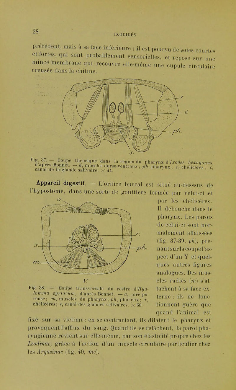 IXODIDÉS précèdent, mais à sa face inférieure ; j] esL pourvu de soies courtes et fortes, qui sont probablement sensorielles, et repose sur une mince membrane qui recouvre elle-même une cupule circulaire creusée dans la chitine. ^'d'anrprRn^n°npf théorique dans la région du pliarynx à^lxodes hexagonus, caXl'lTgTandTslCaTrf^x'M^ ^'^^^^'^ = ''^^'^^-^ = Appareil digestif. — Lorilîce buccal est situé au-desssus de l'hypostome, dans une sorte de gouttière formée par celui-ci et '^<'- par les chélicères. Il débouche dans le pharynx. Les parois de celui-ci sont nor- malement affaissées (fig. 37-39, pli), pre- nant sur la coupe l'as- pect d'un Y et quel- ques autres figures analogues. Des mus- cles radiés (m) s'at- tachent à sa face ex- terne ; ils ne fonc- tionnent guère que quand lanimal est fixé sur sa victime: en se contractant, ils dilatent le jibarynx et provoquent l'afïlux du sang. Quand ils se relâchent, la paroi pha- ryngienne revient sur elle-même, par son élasticité propre chez les Lwdinae, grâce à l'action d'un muscle circulaire particulier chez ]es Argasinac (fig. 40, me). no. K Fig. 38. — Coifpe transversale du rostre d'Hya- lomma syriacuiii, d'après Bonnet, — a, aire po reuse ; w, muscles du pharynx ;piiarynx ; /•, chélicères; .<;, canal des glandes salivaires. x60.