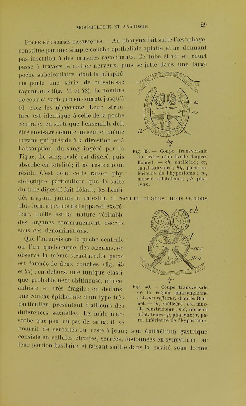 ^9 PoGHK Eï C/ECUMS GASTRIQUES. — Au pliaiynx fait suite l'œsophage, constitué par une simple couche épithéliale aplatie et ne donnant pas insertion à des muscles rayonnants. Ce tube étroit et court passe à travers le collier nerveux, puis se jette dans une large poche subcirculaire, dont la périphé- rie porte une série de culs-de sac rayonnants (fig. 41 et 42). Le nombre de ceux-ci varie; on en compte jusqu'à 16 chez les Hyalomma. Leur struc- ture est identique à celle de la poche centrale, en sorte que l'ensemble doit être envisagé comme un seul et môme organe qui préside à la digestion et à l'absorption du sang ingéré par la Tique. Le sang avalé est digéré, puis absorbé en totalité; il ne i-este aucun résidu. C'est pour cette raison phy- siologique particulière que la suite du tube digestif fait défaut, les Ixodi- dés n'ayant jamais ni intestin, ni rectum, ni anus plus loin, à propos de l'appareil excré- teur, quelle est la nature véritable des organes communément décrits sous ces dénominations. Que l'on envisage la poche centrale ou l'un quelconque des caecums, on observe la même structure.La paroi est formée de deux couches (fig. 43 et 44) : en dehors, une tunique élasti- que, probablement chitineuse, mince, anhiste et très fragile; en dedans, une couche épithéliale d'un type très particulier, présentant d'ailleurs des différences sexuelles. Le mâle n'ab- sorbe que peu ou pas de sang; il se nourrit de sérosités ou reste à jeun; son épithélium gastrique consiste en cellules étroites, serrées, fusionnées en syncytium ar leur portion basilaire et faisant saillie dans la cavité sous forme Fig. 39. — Coupe transversale du rostre d'un Ixode, d'après Bonnet. — ch, cliélicère ; es, canal salivaire ; liy, paroi in- férieure de l'hypostome ; m, muscles dilatateurs; ph, pjia- rynx. nous verrons Fig. 40. — Coupe transversale de la région pharyngienne d'Àrgas reflexus, d'après Bon- net. — ch, cliélicère; me, mus- cle constricteur ; nid, muscles dilatateurs ; p, pharynx ;r, pa- roi inférieure de l'hypostome.