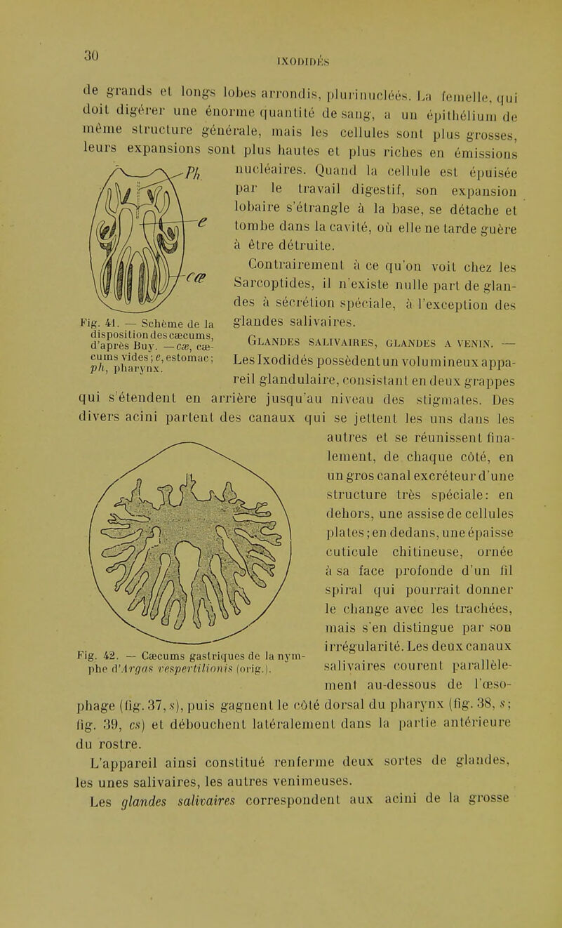 de grands el longs lobes arrondis, plurinucléés. La femelle, qui doit digérer une énorme quanlilé de sang, a un épithélium de même slruclure générale, mais les cellules sont plus grosses, leurs expansions sont plus hautes et plus riches en émissions pj^ nucléaires. Quand la cellule est épuisée par le travail digestif, son expansion lobaire s'étrangle à la base, se détache et tombe dans la cavité, où elle ne larde guère à être détruite. Contrairement à ce qu'on voit chez les Sarcoptides, il n existe nulle part de glan- des à sécrétion spéciale, à l'exception des glandes salivaires. Glandes salivaires, glandes a venin. — Les Ixodidés possèdent un volumineux appa- reil glandulaire, consistant en deux grappes qui s'étendent en arrière jusqu'au niveau des stigmates. Des divers acini partent des canaux qui se jettent les uns dans les autres et se réunissent fina- lement, de chaque côté, en un gros canal excréteur d'une structure très spéciale: en dehors, une assise de cellules plaies ; en dedans, une épaisse cuticule chitineuse, ornée à sa face profonde d'un fil spiral qui pourrait donner le change avec les trachées, mais s'en distingue par son Fig. 41. — Schème de la disposition des CcBcums, d'après Jiuy. —ex, cœ- cums vides ; e, estomac ; jo/t, pharyn.x. Fig. 42. — CcECums gastriques de la nym- phe d'.<lr</a.s reapertilinni» (orig.). irrégularité. Les deux canaux salivaires courent parallèle- menl au-dessous de l'œso- phage (fig.37,.s), puis gagnent le cMé dorsal du pharynx (fig. 38, s; fig. 39, es) el débouchent latéralement dans la partie antérieure du rostre. L'appareil ainsi constitué renferme deux sortes de glandes, les unes salivaires, les autres venimeuses. Les glandes salivaires correspondent aux acini de la grosse