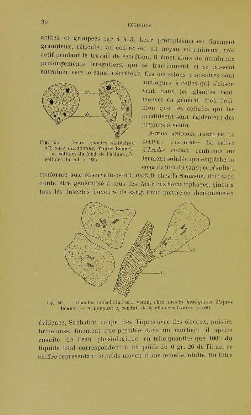ÎXODIDKS acides et groupées par 4 à o. Leur protoplasma est f.uemeut granuleux, réticulé; au centre est un noyau volumineux, très actif pendant le travail de sécrétion. Il émet alors de nombreux prolongements irréguliers, qui se fractionnent et se laissent entraîner vers le canal excréteur. Ces émissions nucléaires sont analogues à celles qui s'obser- vent dans les glandes veni- meuses en général, d'où l'opi- nion que les cellules qui les produisent sont également des organes à venin. Action anticoagulante de la SALIVE ; l'ixodine— La salive d'Ixodes ricinus renferme un ferment soluble qui empêche la coagulation du sang; ce résultat, conforme aux observations d'Haycraft chez la Sangsue, doit sans doute être généralisé à tous les Acariens hématophages, sinon à tous les Insectes buveurs dé sang. Pour mettre ce phénomène en Fig. 4o. — Deux glandes salivaires d'Ixodes hexagonns, d'après Bonnet. — a, cellules du fond de l'acinus; b, cellules du col. x 2,35. FIg. 46. — Glandes unicellulaires à venin, chez Ixodes hexagomig, d'après Bonnet. — n, noyaux; S, conduit de la glande salivaire. X 580. évidence, Sabbatini coupe des Tiques avec des ciseaux, puis les broie aussi finement que possible dans un mortier; il ajoute ensuite de l'eau physiologique en telle quantité que 100'^^ du liquide total correspondent à un poids de 0 gr. 26 de Tique, ce chitire représentant le poids moyen d'une femelle adulte. On lillre