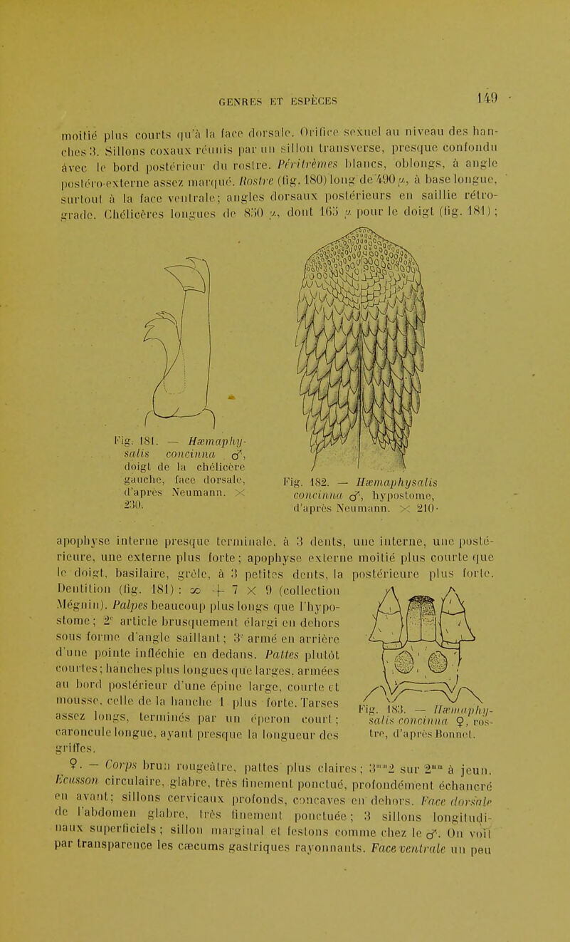 moirié plus rourts (|u'à la face rlnrsnlp. Ôrilice soxiiel au nivoau des han- ches:!. Sillons coxaux rénnis par un sillon Iransverse, presque confondu àvec le bord postérieur du roslre. P('ritrème!> blancs, oblongs, à angle postéro-externe assez nuuwpu'. linxii c (lig. bSO) long de VJO;j., à base longue, surtout à la face ventrale; angles dorsaux postérieurs en saillie rétro- grade. Chélicères longues de 8o0 y., dont Kk) y. pour le doigt (fig. 181); 'ig: 181. — Hsemaphij- ndlis conciiina cT, doigt de ta choticcrc gauche, face dorsale, d'après Neumann. • ■m. ig. 182. - Hseniaj)hysaiis coiicinita cf, hypostomo. d'après Neumann. 210- apophyse interne presque terminale, à 15 dents, une interne, une posté- rieure, une externe plus forte; apophyse externe moitié plus courte ([ue le doigt, basilaire, grêle, à 'A pelites dents, la postérieure plus forle. Dentition (lig. 181) : so +7x9 (collection .Mégnin). /^aipe.s beaucoup plus longs que l'hypo- stome; 2'' article brusquement élargi en dehors sous forme d'angle saillant; 3''armé en arrière d'une pointe infléchie en dedans. Pattes plutôt courtes; hanches plus longues que larges, armées au bord postérieur d'une épine large, courte et mousse, celle de la hanche 1 plus forte. Tarses assez longs, terminés par un é|)ei-on couri ; caroncule longue, ayant i)resque la longueur des griffes. ^ 9. - Corps brun rongeùire, pattes plus claires; sur 2° à jeun. l'kasson circulaire, glabre, très linemenl ponctué, profondément échancré en avant; sillons cervicaux profonds, concaves en dehors. Face (Invsnlr de l'abdomeu glabre, très linement ponctuée; :i sillons longilu(,li- nanx superficiels; sillon nuirginal el fe.slons connue chez le cT. On voil par transparence les cœcums gastriques rayonnants. Face veiUmle un peu Kig. I8;J. — Ilicnuiphjj- satis rnnriiuia 9- ros- tre, d'api'ès lîonni'l.