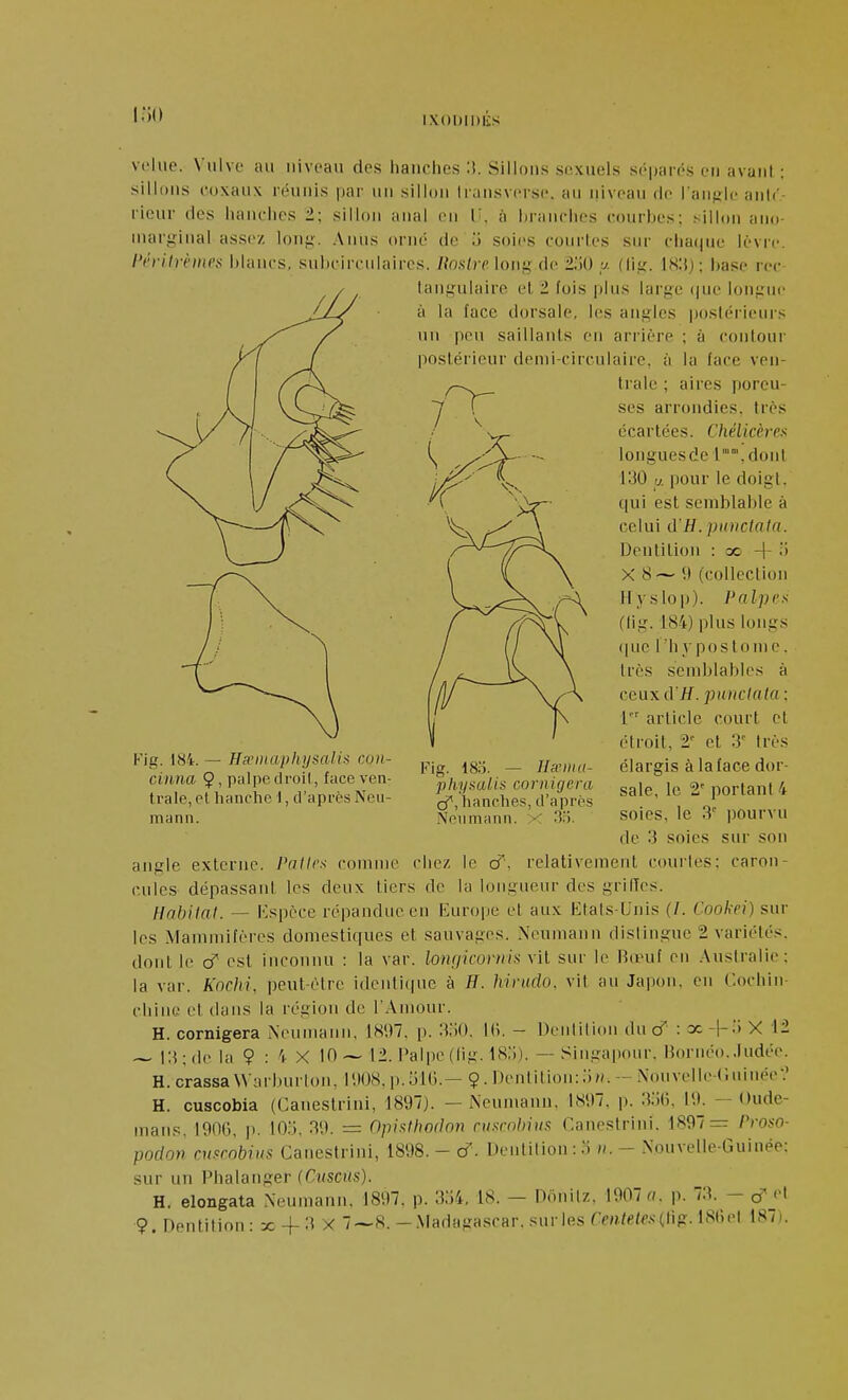 Cil) /V')'///r;i(('.s- velue. Vulve au niveau des hanches :!. Sillons si^xuels séparés en avant : sillons cuxaux réunis par un sillon traiisversc. au niveau de l an^Me anli- rieur des hanclies 2; sillon anal en l^. à liranclies courbes: sillon ano- inarii:inal assez lon^-. Anus orné de o soies courtes sur clia(|ue lèvre. hiancs, suhcirciiiaires. Roalre long de 2;j0 y. (l]^. \Ki)- Itase rec langulaire et 2 fois plus large (jue longue à la face dorsale, les angles postérieurs un peu saillants en arrière ; à contoui' postérieur demi-circulaire, à la face ven- trale ; aires poreu- ses arrondies, très écartées. Chélicères longues de 1'°', dont 1130 a pour le doigt, qui est semblable à celui d'//. pioictata. Dentition : oo -\- 5 X 8~ 9 (collection Hyslop). Palpes (lig. 184) plus longs (|uc rhypostomc. très semblables à ceuxd'/f. puticlala ; 1 article court et étroit, 2' et 3' très Fig. 183. — Hœina- élargis à la face dor- sale, le 2' portant 4 soies, le 3' pourvu de 3 soies sur son angle externe. Palirs comme chez le cT, relativement coui-les: caron- cules dépassant les deux tiers do la longueur des grilTes. Habitat. — Kspèce répandue en Europe et aux Etats-Unis (/. Cookei) sur les Mammifères domestiques et sauvages. Xeumanu distingue 2 variétés, dont le cf est inconnu : la var. lomjicorHis vil sur le Kœui en .Vuslralie: la var. Kochi, peut-être identique à H. Ivinido. vil au Japon, en Cochiu- cliinc et dans la région de l'Amour. H. cornigera Neumann, 1897. p. :VM. Iti. - Dentition du cT : ûc -l-ii X 12 ~ 13; de la 9 : 'p X 10 ~ 12. Palpe (lig. 18.'i).--Singapour, Bornéo..ludée. H. crassaWarburlon, 1908, p.jlG.— 9. Dentition::;». - Nouvelle-C.uinée-.' H. cuscobia (Canestrini, 1897). — iNcumann. 1897. p. 3;)(;. 19. — Oude- maiis, 190(3, p. 105, 39. = Opixtliodnn cuxrnbius Canestrini. 1897= Proso- podon cnsrobins Canestrini, 1898. - cf . Dentition : o v. - Nouvelle-Guinée: sur un Phalanger (Cuscus). H. elongata Xeumanu. 1897. p. 3;i4. 18. — Donitz. 1907 o. p. 73. - cT «^1 9. Dentition : ic -f 3 X 7 — 8. - .Madagascar, sur les fm/e/cs (tig. ISliel 187). Kig. 18i. — HR'iitaphysalis con- cinna 9, palpe droit, face ven- trale, et hanche I, d'après Neu- mann. ig. 18S. — Ihvtiia- pltysalis cornigera cf, hanches, d'après Neumann. X 3ii.