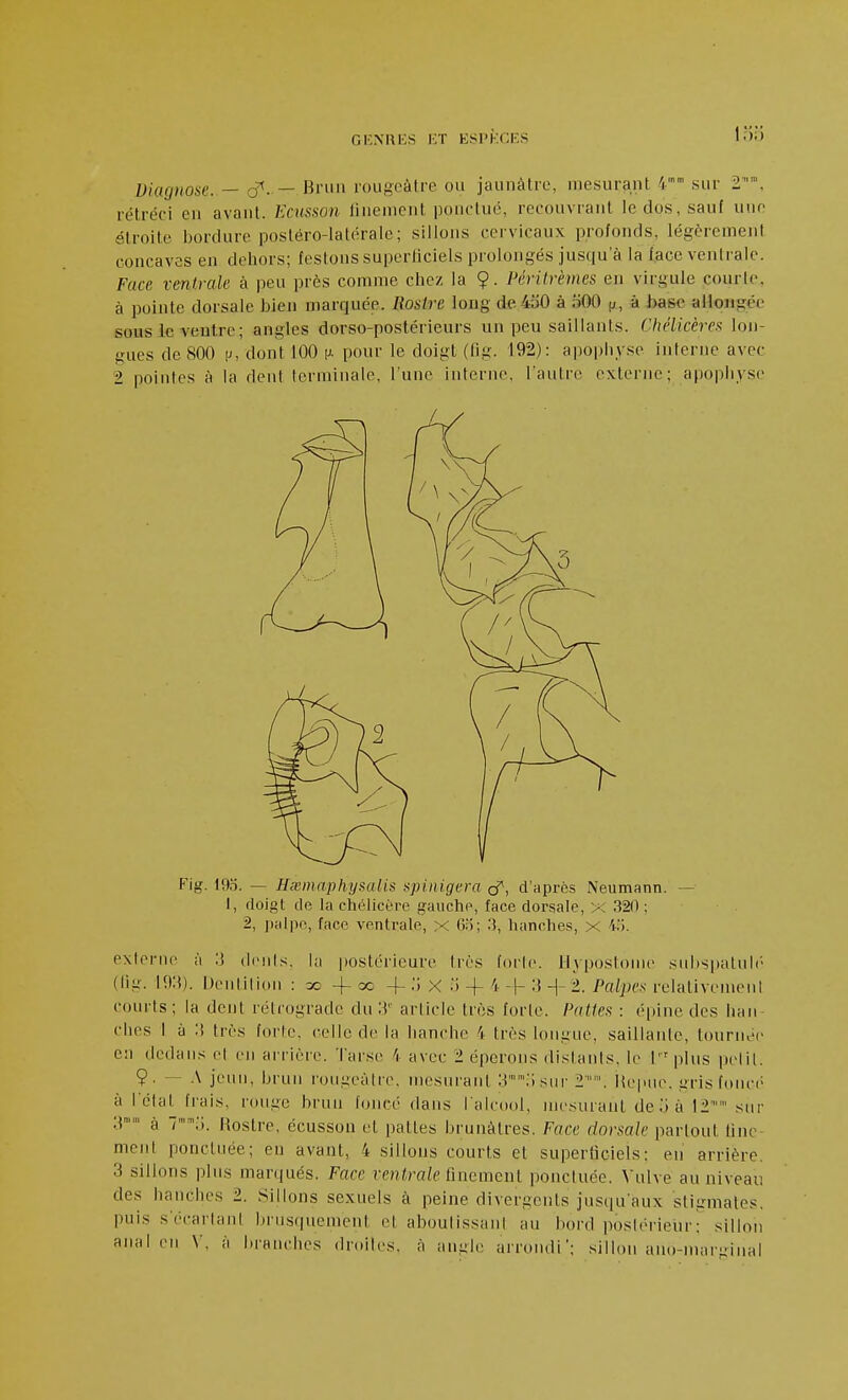GIÎNRKS KT KSl'KCKS Diagnose. — (f. — Bnui vovigcàli-e OU jaunâtre, mesurant 4 sur 2', rétréci en avant. Ecusson linenient ponclué, recouvrant le clos, saut uuf étroite bordure postéro-latéralc; sillons cervicaux profonds, légèrement concaves en dehors; festons superliciels prolongés jusqu'à la face ventrale. Face ventrale à peu près comme chez la 9. Péritrèmes en virgule courlo. à pointe dorsale bien marquée. Rosire long de 430 à riOO p, à hase aHoiigée sous le ventre; angles dorso-postérieurs un peu saillants. Chélicèrex lon- gues de 800 |j, dont 100 [x pour le doigt (fig. 192): apophyse interne avec 2 pointes à la dent terminale, l'une interne, l'autre externe; apophyse Fig. 193. — Hasinaphysalis spinigera cf, d'après Neumann. — I, doigt de la chélicére gauche, face dorsale, X 320 ; 2, j)alpo, face ventrale, x Ki; 3, hanches, X 'i.'i. externe à li di-nls. la postérieure Irès forle. Ilypostonie snlispaluh' (lig. VX\). Dentilion : -f se -(-.'i X .'5 + 4 -f li 2. Palpes relativemeni courts ; la dent rétrograde du ;V article très forle. Pattea : épine des han- ches I à :{ très forte, celle de la hanche 4 très longue, saillaiile, tournée en dedans et en arrière. Tarse 4 avec 2 éperons dislanis, le l'^plus pelil. 9. — A jeun, brun l'ougeàlre. mesurant ^.'Isiir 2'. Uepiie. gris fonci à I clat frais, rouge brun foiu-é dans l'alcool, mesurant de 5 iM2 sur T' à 7;;. Rostre, écussou et pattes brunâtres. Face dorsale partout fine ment ponctuée; en avant, 4 sillons courts et superficiels: en arrière. 3 sillons plus mar(jués. Face renJra/e finement ponctuée. XuWe au niveau des hanches 2. Sillons sexuels à peine divergents jusqu'aux sligmates. puis s'écarlanl bru.s(|uement el aboulissani au bord posbM-ieur: sillon anal eu V. à branches droites, à angle arrondi; sillon ano-margiiial