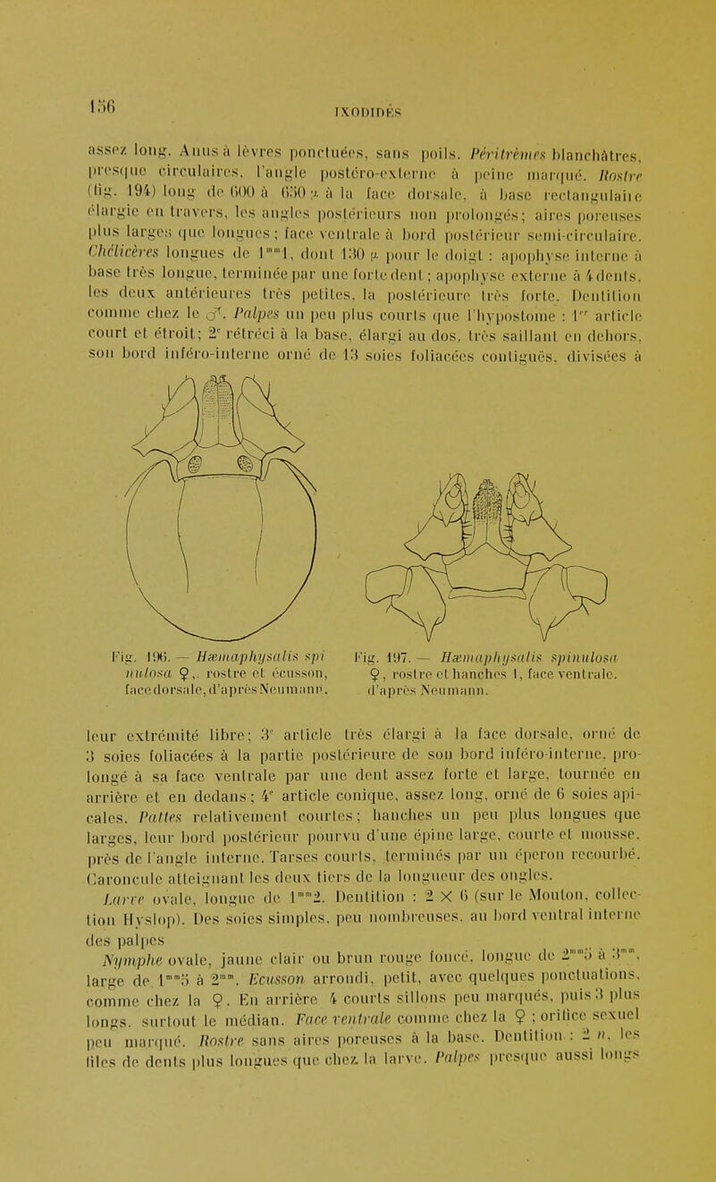 lo6 IXODIOKS assez long. Anus à lèvres ponctuées, sans poils. Péritrèmeif MancMlres. pi'es(|ue circulaires, l'angle poslcro-oxlerne à |)eiiie inar(|ué. Koxlrr 194) long (le GOO à (î.'iO u à la face dorsale, à base rectangulaiic élargie en travers, les angles postérieurs non prolongés; aires poreuses plus larges que longues; face ventrale à bord postérieur .semi-circulaire. Chclicères longues de ll, dont i:!0 jj. pour le doigt : apophyse interne à base très longue, terminée par une forte dent; apophyse externe à 4 dénis, les deux antérieures très petites, la postérieure très forte. Dentition connue chez le J^. Palpes un peu plus couris (pie l'hypostome : i article court et étroit; 2' rétréci à la base, élargi au dos, très saillant en dehors, son bord inféro-interne orné de i:^ soies foliacées conliguës, divisées à t'^ig. \[)>à. — Hceniaphyaaiiii iipi I-'ig. 197. — HxniupliijmlU s^pinulosa leur extrémité libre; 3 article très élargi à la face dorsale, orné de o soies foliacées à la partie postérieure de son bord inféro-iuterne, pro- longé à sa face ventrale par une dent assez forte et large, tournée en arrière et en dedans ; 4' article conique, assez long, orné de 6 soies api- cales. Pattes relativement courtes; hanches un peu plus longues que larges, leur bord postérieur pourvu d'une épine large, courte et mousse, près de l'angle interne. Tarses courts, terminés |)ar un éperon recourbé. Caroncule atteignant les deux tiers de la longueur des ongles. Larce ovale, longue de r2. Dentition : 2 X (j (sur le Mouton, collec- tion Hyslop). Des soies simples, peu nond)reuses. au bord ventral interne des palpes Nymphe ovale, jaune clair ou brun rouge foncé, longue de 2;) à ;t''. large de l;') à 2. Ecusson arrondi, petit, avec quelques ponctuations, comme chez la 9. En arrière 4 courts sillons peu nKu-(|ués, puis 3 plus longs, surtout le médian. Face rentrale connue chez la Ç ; oritice sexuel peu marqué. Rostre sans aires poreuses à la base. Dentition : 2 h. les lilcs de dents i)lus longues que chez, la larve. Palpes presque aussi long iiulnsa 9.- rostre et écus.son, facectorside, d'après Ncumiinn. 9, rostre et hancho.s 1, face ventculo. d'apré-s iN'euniHnn.