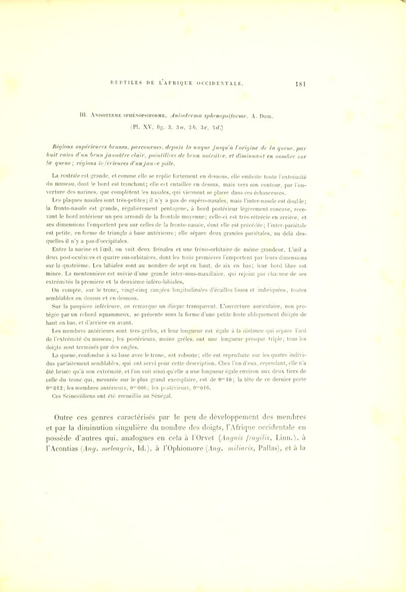 III. Anisoterme spiiénopsiforme, Anisoterma sphenopsiforme, A. Dum. (Pl. XV, fig. 3, 3 a, 3/;, 3c, 3d.) Régions supérieures brunes, parcourues, depuis la nuque jusqu'à l'origine de la queue, par huit raies d'un brun jaunâtre clair, poinlillées de brun noirâtre, et diminuant en nombre sur la queue ; régions inférieures d'un jaune pâle. La rostraleest grande, et comme elle se replie fortement en dessous, elle emboîte toute l'extrémité du museau, dont le bord est tranchant; elle est entaillée en dessus, mais vers son contour, par l'ou- verture des narines, que complètent les nasales, qui viennent se placer dans ces échancrures. Les plaques nasales sont très-petites; il n'y a pas de supéro-nasales, mais l'inler-nasale est double; la fronto-nasale est grande, régulièrement pentagone, à bord postérieur légèrement concave, rece- vant le bord antérieur un peu arrondi de la frontale moyenne; celle-ci est très-rétrécie en arrière, et ses dimensions l'emportent peu sur celles de la fronto-nasale, dont elle est précédée; l'inter-pariétale est petite, en forme de triangle à base antérieure; elle sépare deux grandes pariétales, au delà des- quelles il n'y a pas d'occipitales. Entre la narine et l'œil, on voit deux frênaies et une fréno-orbitaire de même grandeur. L'œil a deux post-oculaires et quatre sus-orbitaires, dont les trois premières l'emportent par leurs dimensions sur la quatrième. Les labiales sont au nombre de sept en haut, de six en bas; leur bord libre est mince. La mentonnière est suivie d'une grande inter-sous-maxillaire, qui rejoint par chaume de ses extrémités la première et la deuxième inféro-labiales. On compte, sur le tronc, vingt-cinq rangées longitudinales d'écaillés lisses et imbriquées, toutes semblables en dessus et en dessous. Sur la paupière inférieure, on remarque un disque transparent. L'ouverture auriculaire, non pro- tégée par un rebord squammeux, se présente sous la forme d'une petite fente obliquement dirigée de haut en bas, et d'arrière en avant . Les membres antérieurs sont très-grêles, et leur longueur est égale à la distance qui sépare l'œil de l'extrémité du museau ; les postérieurs, moins grêles, ont une longueur presque triple; tous les doigts sont terminés par des ongles. La queue, confondue à sa base avec le tronc, est robuste; elle est reproduite sur les quatre indivi- dus parfaitement semblables, qui ont servi pour cette description. Chez l'un d'eux, cependant, elle n'a été brisée qu'à son extrémité, et l'on voit ainsi qu'elle a une longueur égale environ aux deux tiers de celle du tronc qui, mesurée sur le plus grand exemplaire, est de 0'10; la tète de ce dernier porte 0m012; les membres antérieurs, 0'006; les postérieurs, 0'0I6. Ces Scincoïdiens ont été recueillis au Sénégal. Outre ces genres caractérisés par le peu de développement des membres et par la diminution singulière du nombre des doigts, l'Afrique occidentale en possède d'autres qui, analogues en cela à l'Orvet (Anguis fragilis, Linn.), à l'Acontias {Ang. meleagris, Id.), à l'Ophiomore (Ang. miliaris, Pallas), et à la