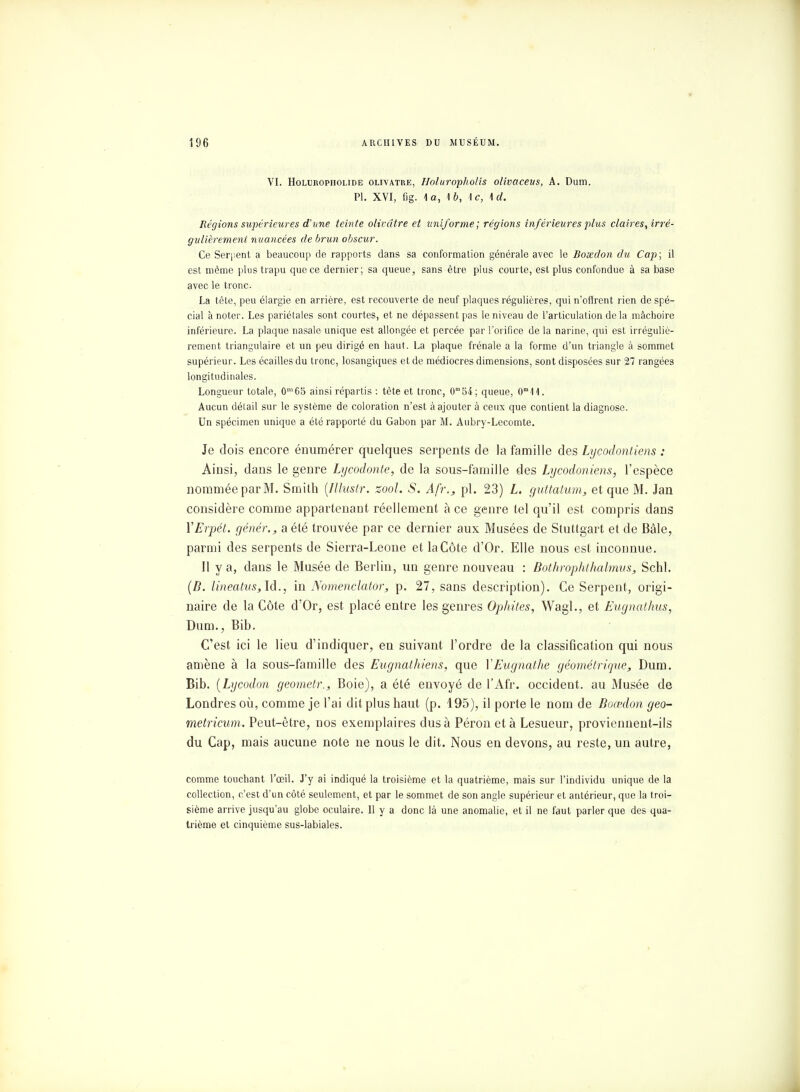 VI. Holuropholide olivâtre, Holuropholis olivaceus, A. Dum. Pl. XVI, Gg. 1a, \b, 1c, \ d. Régions supérieures d'une teinte olivâtre et uniforme; régions inférieures plus claires, irré- gulièrement nuancées de brun obscur. Ce Serpent a beaucoup de rapports dans sa conformation générale avec le Bosedon du Cap ; il est même plus trapu que ce dernier; sa queue, sans être plus courte, est plus confondue à sa base avec le tronc. La tète, peu élargie en arrière, est recouverte de neuf plaques régulières, qui n'offrent rien de spé- cial à noter. Les pariétales sont courtes, et ne dépassent pas le niveau de l'articulation delà mâchoire inférieure. La plaque nasale unique est allongée et percée par l'orifice de la narine, qui est irréguliè- rement triangulaire et un peu dirigé en haut. La plaque frênaie a la forme d'un triangle à sommet supérieur. Les écailles du tronc, losangiques et de médiocres dimensions, sont disposées sur 27 rangées longitudinales. Longueur totale, 0m65 ainsi répartis : tête et tronc, 0m54; queue, 0m 11. Aucun détail sur le système de coloration n'est à ajouter à ceux que contient la diagnose. Un spécimen unique a été rapporté du Gabon par M. Aubry-Lecomte. Je dois encore énumérer quelques serpents de la famille des Lycodontiens : Ainsi, dans le genre Lycodonte, de la sous-famille des Lycodoniens, l'espèce nommée par M. Smith [Illustr. zool. S. Afr., pl. 23) L. guttatum, et que M. Jan considère comme appartenant réellement à ce genre tel qu'il est compris dans VErpét. génér.j, a été trouvée par ce dernier aux Musées de Stuttgart et de Bâle, parmi des serpents de Sierra-Leone et la Côte d'Or. Elle nous est inconnue. Il y a, dans le Musée de Berlin, un genre nouveau : Bothrophthalmus, Schl. (B. Uneatus,ld., in Nomenclator, p. 27, sans description). Ce Serpent, origi- naire de la Côte d'Or, est placé entre les genres Ophites, WagL, et Eiignathus, Dum., Bib. C'est ici le lieu d'indiquer, en suivant l'ordre de la classification qui nous amène à la sous-famille des Eugnathiens, que YEugnathe géométrique, Dum. Bib. (Lycodon geometr., Boie), a été envoyé de l'Afr. occident, au Musée de Londres où, comme je l'ai dit plus haut (p. 195), il porte le nom de Boœdon geo- metricum. Peut-être, nos exemplaires dus à Péron et à Lesueur, proviennent-ils du Cap, mais aucune note ne nous le dit. Nous en devons, au reste, un autre, comme touchant l'œil. J'y ai indiqué la troisième et la quatrième, mais sur l'individu unique de la collection, c'est d'un côté seulement, et par le sommet de son angle supérieur et antérieur, que la troi- sième arrive jusqu'au globe oculaire. Il y a donc là une anomalie, et il ne faut parler que des qua- trième et cinquième sus-labiales.