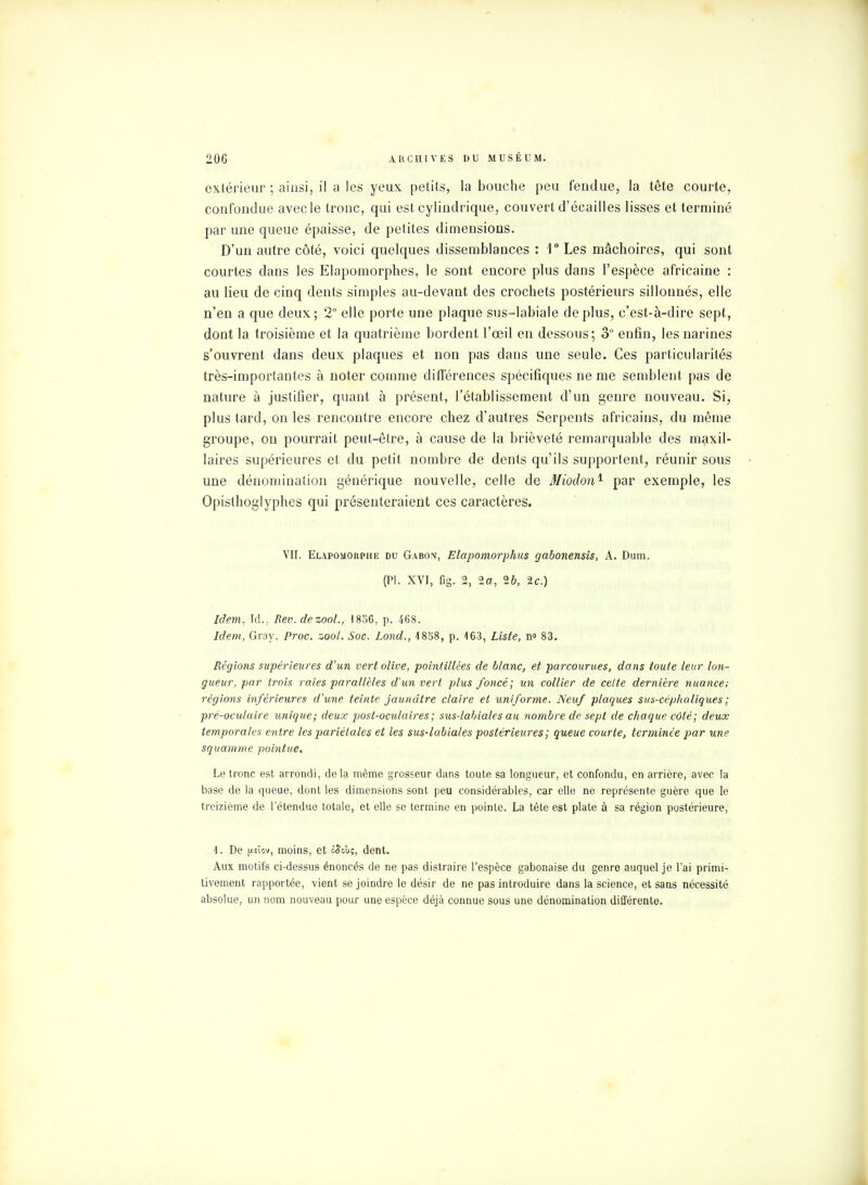 extérieur ; ainsi, il a les yeux petits, la bouche peu fendue, la tête courte, confondue avecle tronc, qui est cylindrique, couvert d'écaillés lisses et terminé par une queue épaisse, de petites dimensions. D'un autre côté, voici quelques dissemblances : 1° Les mâchoires, qui sont courtes dans les Elapomorphes, le sont encore plus dans l'espèce africaine : au lieu de cinq dents simples au-devant des crochets postérieurs sillonnés, elle n'en a que deux; 2° elle porte une plaque sus-labiale déplus, c'est-à-dire sept, dont la troisième et la quatrième bordent l'œil en dessous; 3° enfin, les narines s'ouvrent dans deux plaques et non pas dans une seule. Ces particularités très-importantes à noter comme différences spécifiques ne me semblent pas de nature à justifier, quant à présent, l'établissement d'un genre nouveau. Si, plus tard, on les rencontre encore chez d'autres Serpents africains, du même groupe, on pourrait peut-être, à cause de la brièveté remarquable des maxil- laires supérieures et du petit nombre de dents qu'ils supportent, réunir sous une dénomination générique nouvelle, celle de Miodon1 par exemple, les Opisthoglyphes qui présenteraient ces caractères. VII. Elapomorphe du Gabon, Elapomorphus gabonensis, A. Dum. (Pl. XVI, Cg. 2, 2ct, 26, 2c.) Idem, ld., Rev.dezool., 1856, p. 468. Idem, Gray, Proc. zool. Soc. Lond., 1858, p. 163, Liste, n° 83. Régions supérieures d'un vert olive, pointillées de blanc, et parcourues, dans toute leur lon- gueur, par trois raies parallèles d'un vert plus foncé; un collier de celte dernière nuance; régions inférieures d'une teinte jaunâtre claire et uniforme. Neuf plaques sus-céphaliques; pré-oculaire unique; deux post-oculaires ; sus-labiales au nombre de sept de chaque côté; deux temporales entre les pariétales et les sus-labiales postérieures ; queue courte, terminée par une squamme pointue. Le tronc est arrondi, delà même grosseur dans toute sa longueur, et confondu, en arrière, avec la base de la queue, dont les dimensions sont peu considérables, car elle ne représente guère que le treizième de l'étendue totale, et elle se termine en pointe. La tête est plate à sa région postérieure, 1. De p.sïov, moins, et £Sgù;, dent. Aux motifs ci-dessus énoncés de ne pas distraire l'espèce gabonaise du genre auquel je l'ai primi- tivement rapportée, vient se joindre le désir de ne pas introduire dans la science, et sans nécessité absolue, un nom nouveau pour une espèce déjà connue sous une dénomination différente.