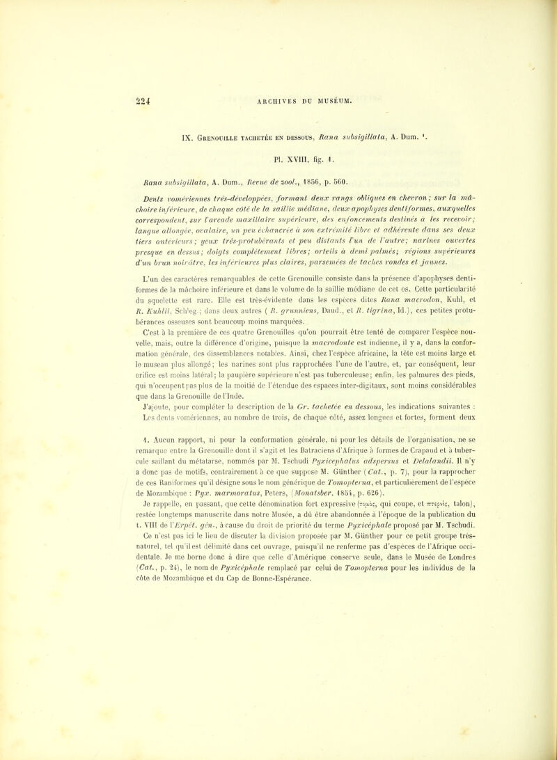 IX. Grenouille tachetée en dessous, Rana subsigillata, A. Dum. '. Pl. XVIII, fig. I. Rana subsigillata, A. Dum., Revue dezool., 1856, p. 560. Dents vomériennes très-développées, formant deux rangs obliques en chevron; sur la mâ- choire inférieure, de chaque côté de la saillie médiane, deux apophyses dent if ormes, auxquelles correspondent, sur l'arcade maxillaire supérieure, des enfoncements destinés à les recevoir; langue allongée, ovalaire, un peu échancrée à son extrémité libre et adhérente dans ses deux tiers antérieurs ; yeux très-protubérants et peu distants l'un de l'autre; narines ouvertes presque en dessus; doigts complètement libres; orteils à demi palmés; régions supérieures d'un brun noirâtre, les inférieures plus claires, parsemées de taches rondes et jaunes. L'un des caractères remarquables de cette Grenouille consiste dans la présence d'apophyses denti- formes de la mâchoire inférieure et dans le volume de la saillie médiane de cet os. Cette particularité du squelette est rare. Elle est très-évidente dans les espèces dites Rana macrodon, Kuhl, et R. Kuhlii, Sch'eg.; dans deux autres ( R. grunniens, Daud., et R. tigrina, Id.j, ces petites protu- bérances osseuses sont beaucoup moins marquées. C'est à la première de ces quatre Grenouilles qu'on pourrait être tenté de comparer l'espèce nou- velle, mais, outre la différence d'origine, puisque la macrodonte est indienne, il y a, dans la confor- mation générale, des dissemblances notables. Ainsi, chez l'espèce africaine, la tête est moins large et le museau plus allongé; les narines sont plus rapprochées l'une de l'autre, et, par conséquent, leur orifice est moins latéral; la paupière supérieure n'est pas tuberculeuse; enfin, les palmures des pieds, qui n'occupent pas plus de la moitié de l'étendue des espaces inter-digitaux, sont moins considérables que dans la Grenouille de l'Inde. J'ajoute, pour compléter la description de la Gr. tachetée en dessous, les indications suivantes : Les dents vomériennes, au nombre de trois, de chaque côté, assez longues et fortes, forment deux 1. Aucun rapport, ni pour la conformation générale, ni pour les détails de l'organisation, ne se remarque entre la Grenouille dont il s'agit et les Batraciens d'Afrique à formes de Crapaud et à tuber- cule saillant du métatarse, nommés par M. Tschudi Pyxicephalus adspersus et Delalandii. Il n'y a donc pas de motifs, contrairement à ce que suppose M. Giinther ( Cat., p. 7), pour la rapprocher de ces Raniformes qu'il désigne sous le nom générique de Tomopterna, et particulièrement de l'espèce de Mozambique : Pyx. marmoratus, Peters, [Monatsber. 4 854, p. 626). Je rappelle, en passant, que cette dénomination fort expressive (tgjaôç, qui coupe, et irrepvlç, talon), restée longtemps manuscrite dans notre Musée, a dû être abandonnée à l'époque de la publication du t. VIII de YErpét. gén-, à cause du droit de priorité du terme Pyxicéphale proposé par M. Tschudi. Ce n'est pas ici le lieu de discuter la division proposée par M. Giinther pour ce petit groupe très- naturel, tel qu'il est dé)'mité dans cet ouvrage, puisqu'il ne renferme pas d'espèces de l'Afrique occi- dentale. Je me borne donc à dire que celle d'Amérique conserve seule, dans le Musée de Londres (Cat., p. 24), le nom de Pyxicéphale remplacé par celui de Tomopterna pour les individus de la côte de Mozambique et du Cap de Bonne-Espérance.