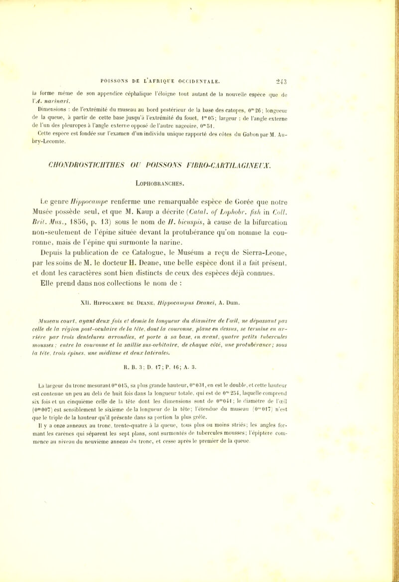 la forme même de son appendice céphalique leloigne tout autant de la nouvelle espèce que de VA. narinari. Dimensions : de l'extrémité du museau au bord postérieur de la base des catopes, 0n,26; longueur de la queue, à partir de cette base jusqu'à l'extrémité du fouet, 1m05; largeur : de l'angle externe de l'un des pleuropes à l'angle externe opposé de l'autre nageoire, (P51. Cette espèce est fondée sur l'examen d'un individu unique rapporté des côtes du Gabon par M. Au- bry-Lecomte. CHONDROSTICHWES OU POISSONS FIBRO-CA R TILA G/NE L TX. LOPHOBRANCHES. Le genre Hippocampe renferme une remarquable espèce de Corée que notre Musée possède seul, et que M. Kaup a décrite (Calai, of Lophobr. fïsh in Coll. Brit. Mus,, 1856, p. 13) sous le nom de //. bieuspis, à cause de la bifurcation non-seulement de l'épine située devant la protubérance qu'on nomme la cou- ronne, mais de l'épine qui surmonte la narine. Depuis la publication de ce Catalogue, le Muséum a reçu de Sierra-Leone, par les soins de M. le docteur H. Deane, une belle espèce dont il a fait présent, et dont les caractères sont bien distincts de ceux des espèces déjà connues. Elle prend dans nos collections le nom de : XII. Hippocampe de Deane, Hippocampus Deanei, A. Dum. Museau court, ayant deux fois et demie la longueur du diamètre de l'œil, ne dépassant pas celle de la région post-oculaire de la tête, dont la couronne, plane en dessus, se termine en ar- rière par trois dentelures arrondies, et porte à sa base, tn avant, quatre petits tubercules mousses: entre la couronne et la saillie sus-orbitaire, de chaque côté, une protubérance ; sous ta tête, trois épines, une médiane et deux latérales. R. B. 3; D. 17; P. 16; A. 3. La largeur du tronc mesurant 0m 015, sa plus grande hauteur, 0m031, en est le double, et cette hauteur est contenue un peu au delà de huit fois dans la longueur totale, qui est de 0' 254, laquelle comprend six fois et un cinquième celle de la tête dont les dimensions sont de 0m041 ; le diamètre de l'œil (0m007) est sensiblement le sixième de la longueur de la tête; l'étendue du museau (0m017) n'est que le triple de la hauteur qu'il présente dans sa portion la plus grêle. 11 y a onze anneaux au tronc, trente-quatre à la queue, tous plus ou moins striés; les angles for- mant les carènes qui séparent les sept plans, sont surmontés de tubercules mousses; l'épiptère com- mence au niveau du neuvième anneau du tronc, et cesse après le premier de la queue.