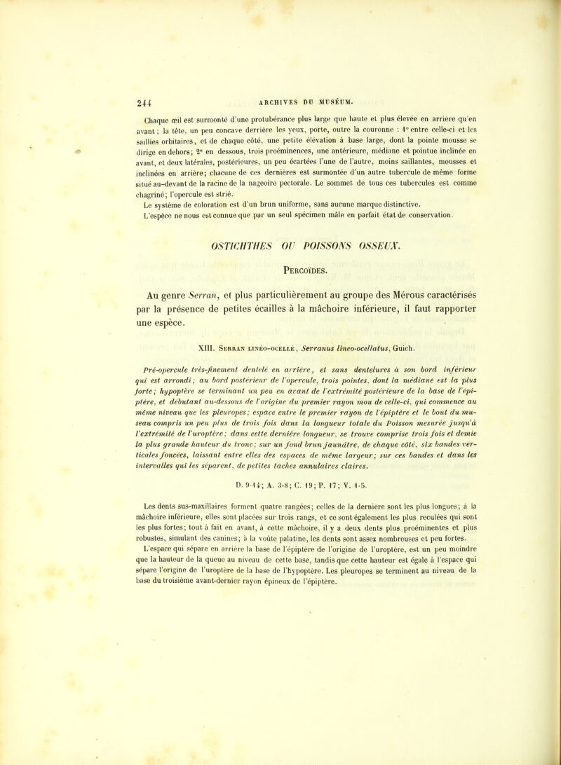 Chaque œil est surmonté d'une protubérance plus large que haute et plus élevée en arrière qu'en avant; la tète, un peu concave derrière les yeux, porte, outre la couronne : 1° entre celle-ci et les saillies orbitaires, et de chaque côté, une petite élévation à base large, dont la pointe mousse se dirige en dehors; 2° en dessous, trois proéminences, une antérieure, médiane et pointue inclinée en avant, et deux latérales, postérieures, un peu écartées l'une de l'autre, moins saillantes, mousses et inclinées en arrière; chacune de ces dernières est surmontée d'un autre tubercule de même forme situé au-devant de la racine de la nageoire pectorale. Le sommet de tous ces tubercules est comme chagriné; l'opercule est strié. Le système de coloration est d'un brun uniforme, sans aucune marque distinctive. L'espèce ne nous est connue que par un seul spécimen mâle en parfait état de conservation. OSTICHTHES OU POISSONS OSSEUX. Percoïdes. Au genre Serran, et plus particulièrement au groupe des Mérous caractérisés par la présence de petites écailles à la mâchoire inférieure, il faut rapporter une espèce. XIII. Serran linéo-ocellé , Serranus lineo-ocei'latus, Guich. Pré-opercule très-finement dentelé en arrière, et sans dentelures à son bord inférieur qui est arrondi ; au bord postérieur de l'opercule, trois pointes, dont la médiane est la plus Jorte ; hypoptère se terminant un peu en avant de l'extrémité postérieure de la base de l'épi- ptère, et débutant au-dessous de l'origine du premier rayon mou de celle-ci, qui commence au même niveau que les pleuropes; espace entre le premier rayon de l'épiptère et le bout du mu- seau compris un peu plus de trois fois dans la longueur totale du Poisson mesurée jusqu'à l'extrémité de l'uroptère ; dans cette dernière longueur, se trouve comprise trois fois et demie la plus grande hauteur du tronc; sur un fond brun jaunâtre, de chaque côté, six bandes ver- ticales foncées, laissant entre elles des espaces de même largeur; sur ces bandes et dans les intervalles qui les séparent, de petites taches annulaires claires. D. 9-14; A. 3-8; C. 19; P. 17; V. 1-5. Les dents sus-maxillaires forment quatre rangées; celles de la dernière sont les plus longues; à la mâchoire inférieure, elles sont placées sur trois rangs, et ce sont également les plus reculées qui sont les plus fortes; tout à fait en avant, à cette mâchoire, il y a deux dents plus proéminentes et plus robustes, simulant des canines; à la voûte palatine, les dents sont assez nombreuses et peu fortes. L'espace qui sépare en arrière la base de l'épiptère de l'origine de l'uroptère, est un peu moindre que la hauteur de la queue au niveau de cette base, tandis que cette hauteur est égale à l'espace qui sépare l'origine de l'uroptère de la base de l'hypoptère. Les pleuropes se terminent au niveau de la base du troisième avant-dernier rayon épineux de l'épiptère.