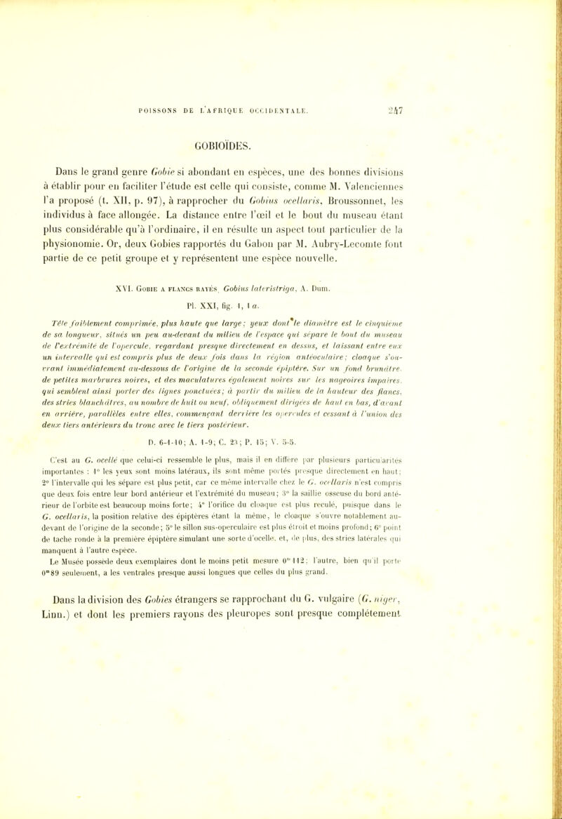 GOBIOÏDES. Dans le grand genre Gobie si abondant en espèces, une des bonnes divisions à établir pour en faciliter l'étude est celle qui consiste, comme M. Yalenciennes l'a proposé (t. XII, p. 97), à rapprocher du Gobius ocellaris, Broussonnet, les individus à face allongée. La distance entre l'œil et le bout du museau étant plus considérable qu'à l'ordinaire, il en résulte un aspect tout particulier de la physionomie. Or, deux Gobies rapportés du Gabon par M. Aubry-Lecomte font partie de ce petit groupe et y représentent une espèce nouvelle. XVI. Gobie a flancs rayés, Gobius lateristriga, A. Dum. Pl. XXI, fig. 1,1a, Tête faiblement comprimée, plus haute que large; xjeux dont* le diamètre est le cinquième de sa longueur, situés un peu au-devant du milieu de l'espace qui sépare te bout du museau de Vextrémité de l'opercule, regardant presque directement en dessus, et laissant entre eux un intervalle qui es! compris plus de deux fois dans la région antéoculaire ; cloaque s'ou- vrant immédiatement au-dessous de l'origine de la seconde épiptêre. Sur un fond brunâtre, de petites marbrures noires, et des mandatures également noires sur les nageoires impaires, qui semblent ainsi porter des lignes ponctuées; à partir du milieu de la hauteur des flancs, des stries blanchâtres, au nombre de huit ou neuf, obliquement dirigées de haut en bas, d'avant en arrière, parallèles entre elles, commençant derrière les opercules et cessant ci l'union des deux tiers antérieurs du tronc avec le tiers postérieur. D. 6-1-10; A. 1-9; C. 2:( ; P. 1b; V. 5-5. C'est au G. ocellé que celui-ci ressemble le plus, mais il en diffère par plusieurs particularités importantes : 1° les yeux sont moins latéraux, ils sont même portés presque directement en haut; 2° l'intervalle qui les sépare est plus petit, car ce même intervalle chez le G. ocellaris n'est compris que deux fois entre leur bord antérieur et l'extrémité du museau; 3° la saillie osseuse du bord anté- rieur de l'orbite est beaucoup moins forte; 4° l'orifice du cloaque est plus reculé, puisque dans le G. ocellaris, la position relative des épiptères étant la même, le cloaque s'ouvre notablement au- devant de l'origine de la seconde; 5° le sillon sus-operculaire est plus étroit et moins profond; 6° point de tache ronde à la première épiptère simulant une sorte d'ocelle, et, de plus, des stries latérales qui manquent à l'autre espèce. Le Musée possède deux exemplaires dont le moins petit mesure (TUS: l'autre, bien qu'il porte 0m89 seulement, a les ventrales presque aussi longues que celles du plus grand. Dans la division des Gobies étrangers se rapprochant du G. vulgaire (G. niger, Linn.) et dont les premiers rayons des pleuropes sont presque complètement