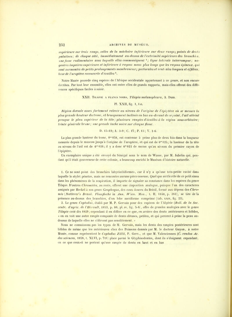 supérieure sur trois rangs, celles delà mâchoire inférieure sur deux rangs ; points de doit s palatines; de chaque côté, immédiatement au-dessus de l'extrémité supérieure des branchies, une fosse rudimentaire avec laquelle elles communiquent l; ligne latérale interrompue; na- geoires impaires supérieure et inférieure à raijons mous plus longs que les rayons épineux, qui sont surmontés de petits prolongements membraneux ; pectorales et venti aies longues et effilées ; base de l'uroptère recouverte d'écaillés2. Notre Musée possède cinq espèces de l'Afrique occidentale appartenant à ce genre, et non encore décrites. Par tout leur ensemble, elles ont entre elles de grands rapports, mais elles offrent des diffé- rences spécifiques faciles à saisir. XXII. Tilapie a flancs noirs, Tilapia melanopleura, A. Dum. Pl. XXII, fig. 1,1a. Région dorsale assez fortement relevée au niveau de l'origine de l'épiptère où se mesure la plus grande hauteur du tronc, et brusquement inclinée en bas au-devant de ce point ; l'œil atteint presque le plan supérieur delà tête ; plusieurs rangées d'écaillés à la région sous-orbitaire ; teinte générale brune ; une grande tache noire sur chaque flanc. D. 15-12; A. 3-9; C. 17; P. 13; V. 1-6. La plus grande hauteur du tronc, 0m058, est contenue à peine plus de deux fois dans la longueur mesurée depuis le museau jusqu'à l'origine de l'uroptère, et qui est de 0m125; la hauteur de la tête au niveau de l'œil est de 0'036; il y a donc (T022 de moins qu'au niveau du premier rayon de l'épiptère. Un exemplaire unique a été envoyé du Sénégal sous le nom de Wasse, par M. Jubelin qui, pen- dant qu'il était gouverneur de cette colonie, a beaucoup enrichi le Muséum d'histoire naturelle. 1. Ce ne sont point des branchies labyrinthiformes, car il n'y a qu'une très-petite cavité dans laquelle le stylet pénètre, mais ne rencontre aucune pièce osseuse. Quelque soitlerôlede ce petit sinus dans les phénomènes de la respiration, il importe de signaler sa constance dans les espèces du genre Tilapie. D'autres Chromides, au resle, offrent une disposition analogue, puisque l'un des caractères assignés par Heckel à son genre Geophagus, des eaux douces du Brésil, formé aux dépens des Chro- mis [Natterer's Brasil. Flussfische in Ann. TVien. Mus., t. II, 1840, p. 383), se tire delà présence au-dessus des branchies, d'un lobe sacciforme comprimé (tab. xxix, fig. 23). 2. Le genre Coptodus, établi par M. P. Gervais pour des espèces de l'Algérie (Bull, de la Soc. centr. d'agric. de tHérault, 1853, p. 80, pl. iv, fig. 5-8), offre de grandes analogies avec le genre Tilapie créé dès 1849; cependant il en diffère en ce que, en arrière des dents antérieures et bifides, « on en voit une autre rangée composée de dents obtuses, petites, et qui percent à peine la peau au- dessus de laquelle elles ne s'élèvent pas sensiblement. » Nous ne connaissons pas les types de M. Gervais, mais les dents des rangées postérieures sont bifides de même que les antérieures chez des Poissons donnés par M. le docteur Guyon, à notre Musée, comme représentant le Coptodus Zillii, P. Gerv., et que M. Valenciennes (C. rendus Ac. des sciences, 1858, t. XLVI, p. 711) place parmi le Glyphisodontes, dont ils s'éloignent cependant, en ce que ceux-ci ne portent qu'une rangée de dents en haut et en bas