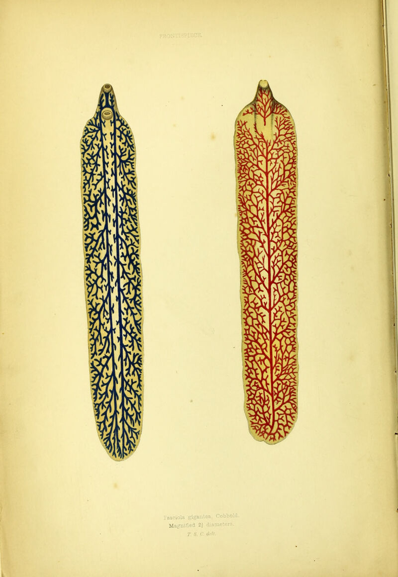rasoiola gigantea, Cobbold. Magnified ^ diameters.