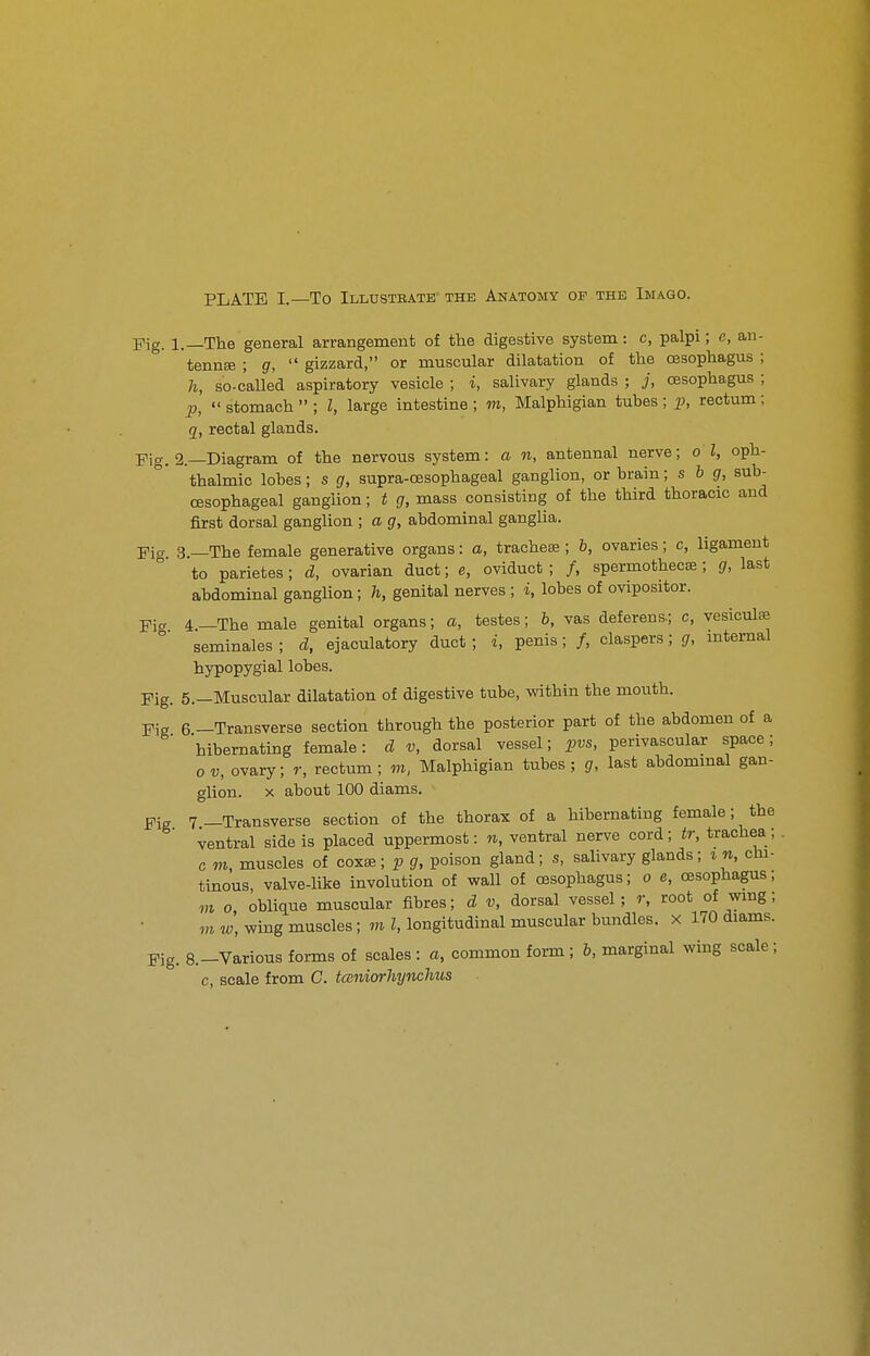 PLATE I.—To Illustrate the Anatomy of the Imago. Pig. 1.—The general arrangement of the digestive system: c, palpi; c, an- tennse ; gizzard, or muscular dilatation of the oesophagus ; h, so-called aspiratory vesicle ; i, salivary glands ; j, oesophagus ; 2), stomach ; I, large intestine ; m, Malphigian tubes; i^, rectum; q, rectal glands. Pig. 2.—Diagram of the nervous system: a n, antennal nerve; o I, oph- thalmic lobes; s g, supra-cesophageal ganglion, or brain; s b g, sub- cesophageal ganglion; t g, mass consisting of the third thoracic and first dorsal ganglion ; a g, abdominal ganglia. Pio- 3 —The female generative organs: a, tracheae ; b, ovaries; c, ligament ° to parietes; d, ovarian duct; e, oviduct ; /, spermothecte; g, last abdominal ganglion; h, genital nerves ; i, lobes of ovipositor. yi„ i —The male genital organs; a, testes; b, vas deferens.; c, vesiculse ° seminales ; d, ejaculatory duct ; i, penis; /, claspers; g, internal hypopygial lobes. Fig. 5.—Muscular dilatation of digestive tube, within the mouth. Fig 6 —Transverse section through the posterior part of the abdomen of a hibernating female: d v, dorsal vessel; pvs, perivascular space; ov, ovary; r, rectum; m, Malphigian tubes; g, last abdominal gan- glion. X about 100 diams. Fig 7—Transverse section of the thorax of a hibernating female; the ventral side is placed uppermost: n, ventral nerve cord; tr, trachea; . c m muscles of coxae; j> g, poison gland; s, salivary glands; in, chi- tinous, valve-like involution of wall of oesophagus; o e, oesophagus; m 0 oblique muscular fibres; d v, dorsal vessel; r, root of wmg; VI w, wing muscles; m I, longitudinal muscular bundles, x 170 diams. Fig. 8.-Various forms of scales : a, common form; b, marginal wing scale; c, scale from C. tccniorhynchus